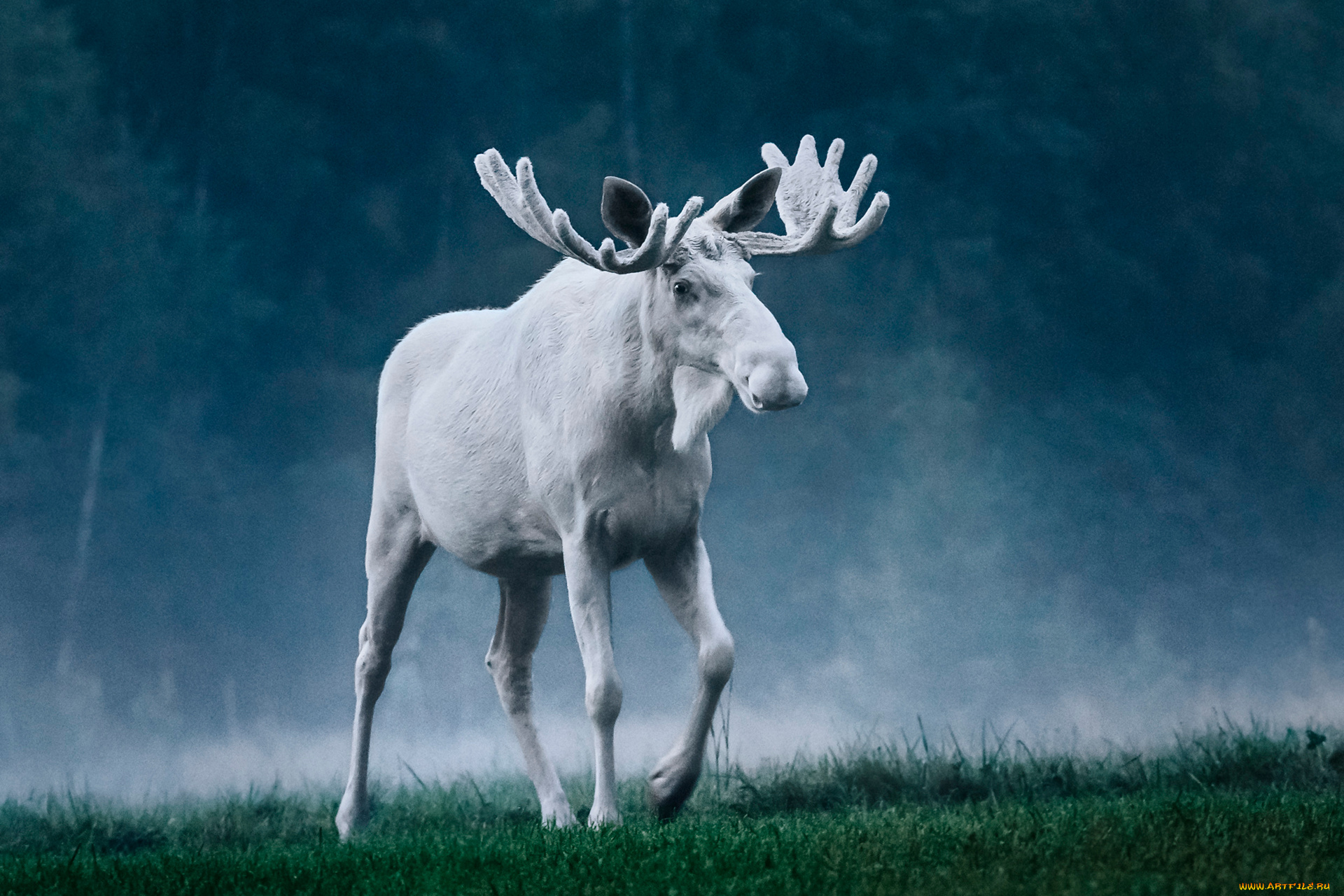 лось, альбинос, животные, лоси, лось, альбинос, парнокопытные, рога, белый, аномалия, оленевые, млекопитающие