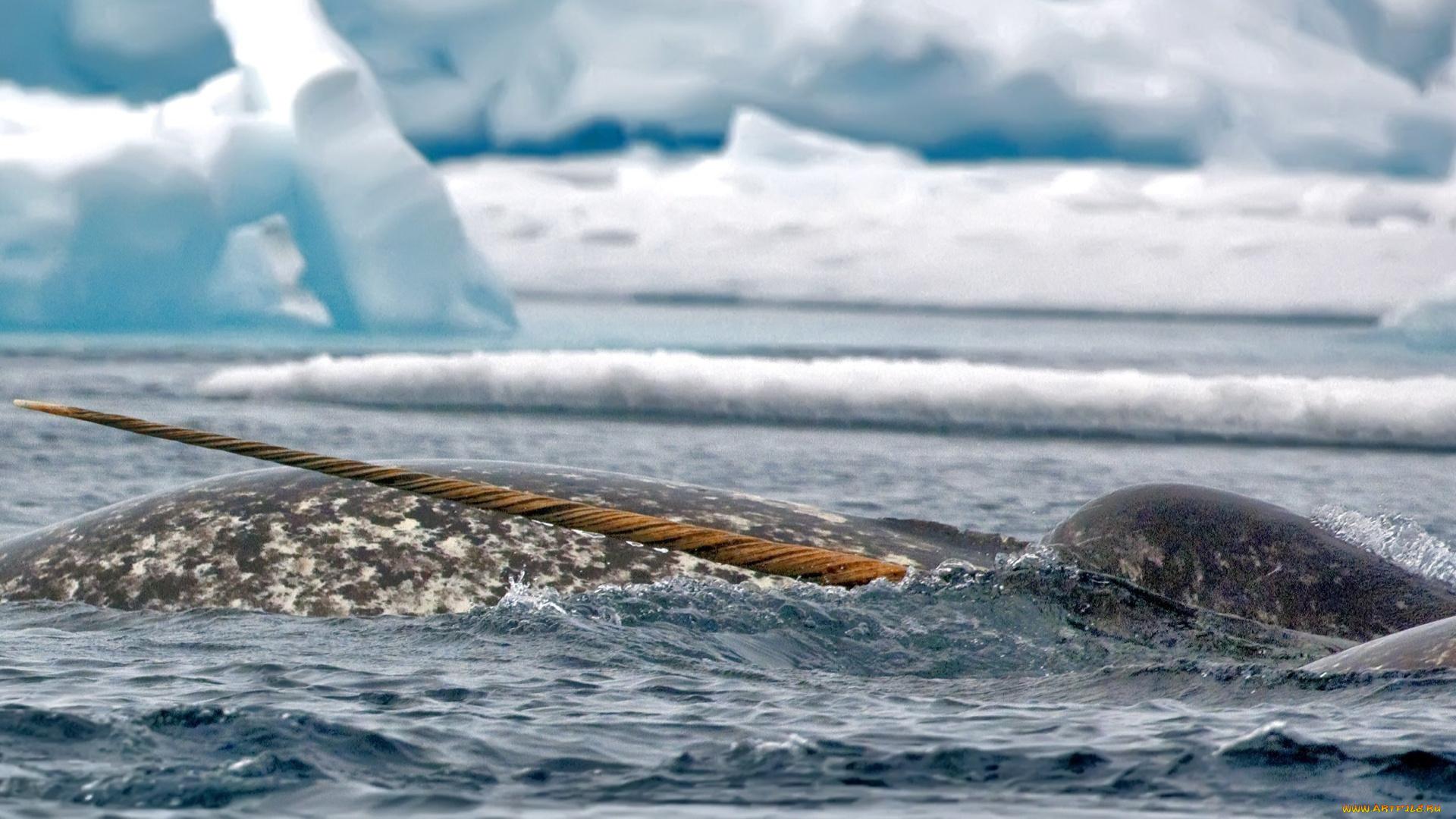 животные, нарвалы, нарвал, рог, море, льды