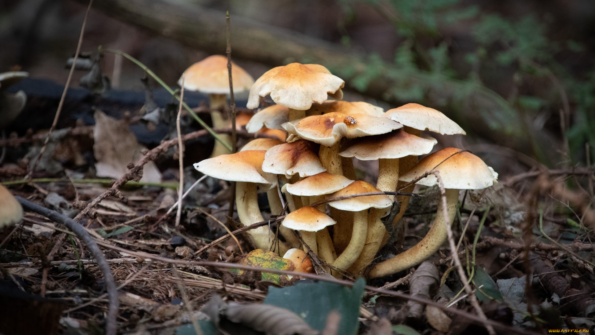 природа, грибы, грибная, семейка