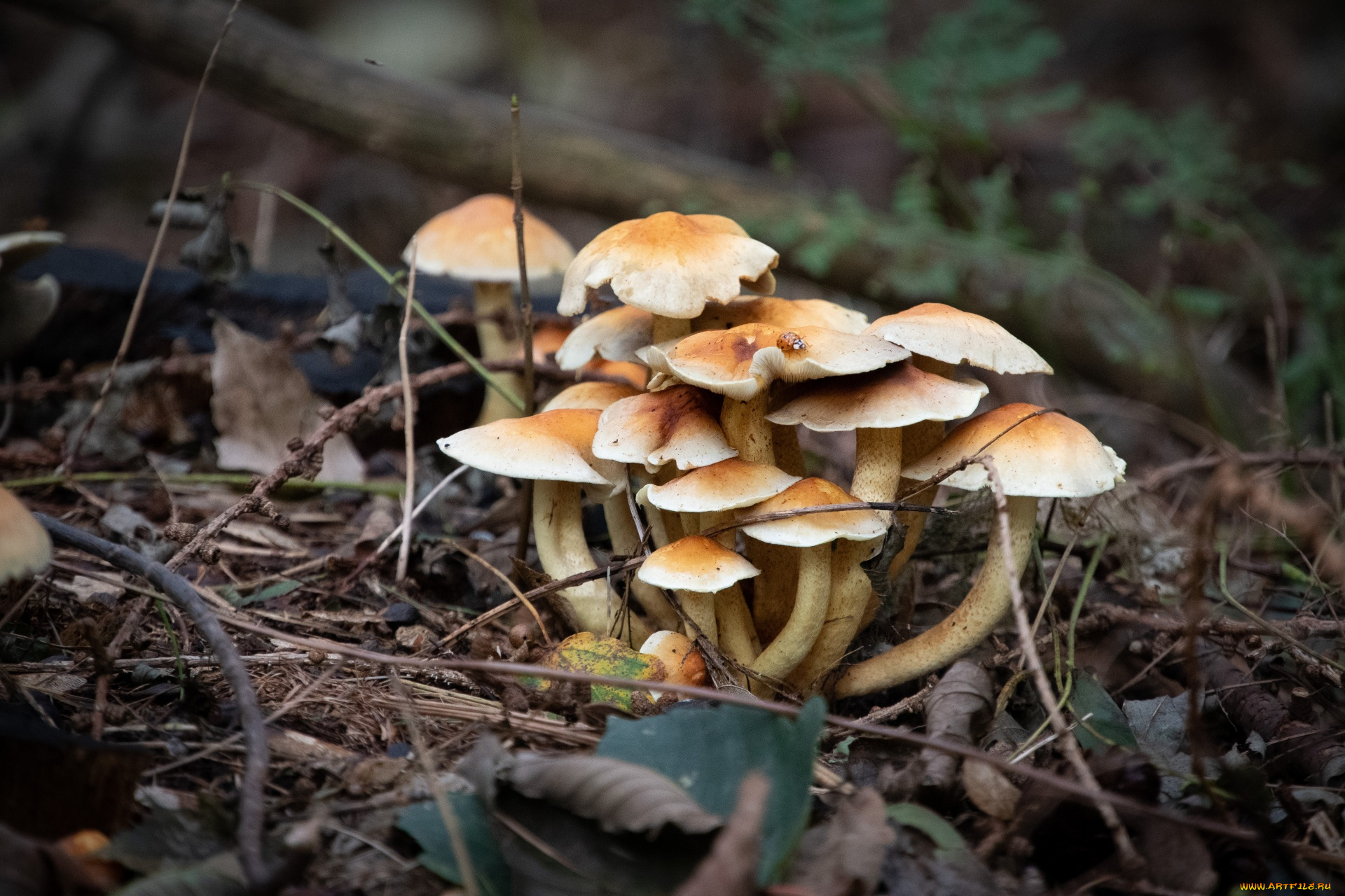 природа, грибы, грибная, семейка