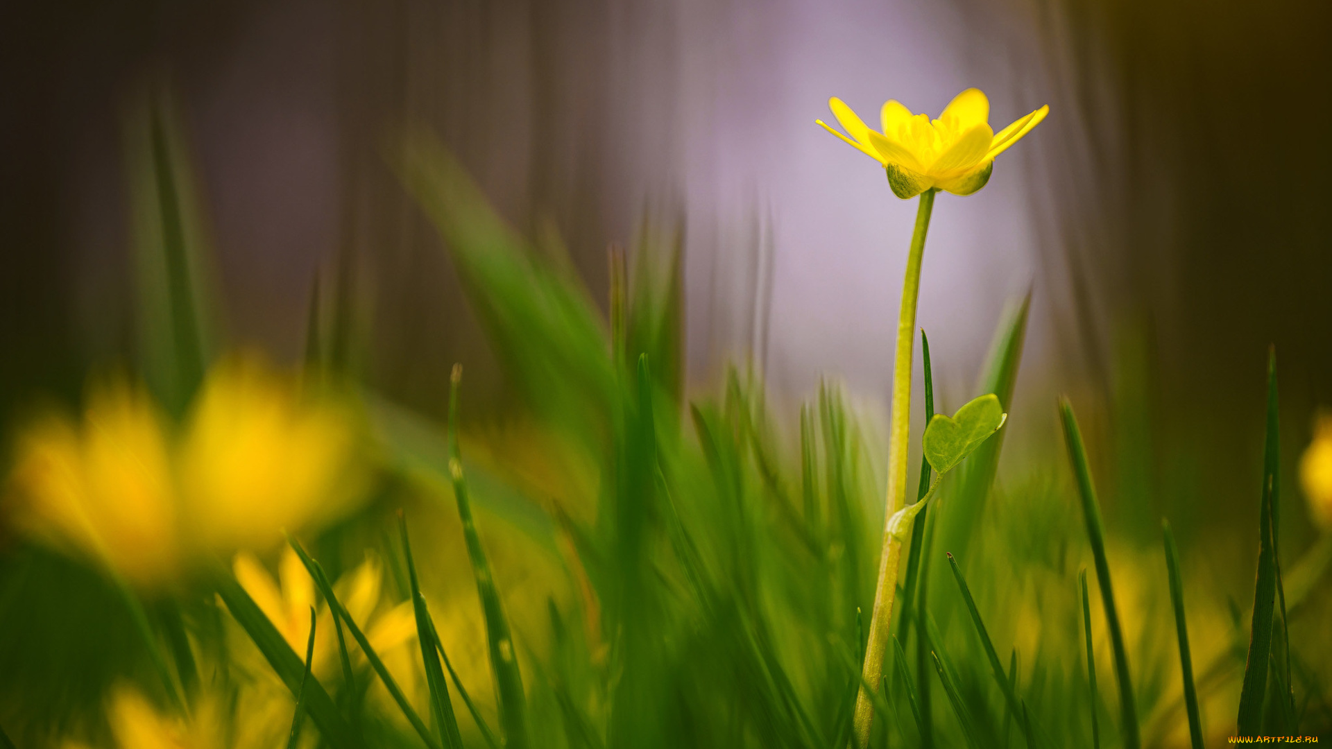 цветы, калужницы, , лютики