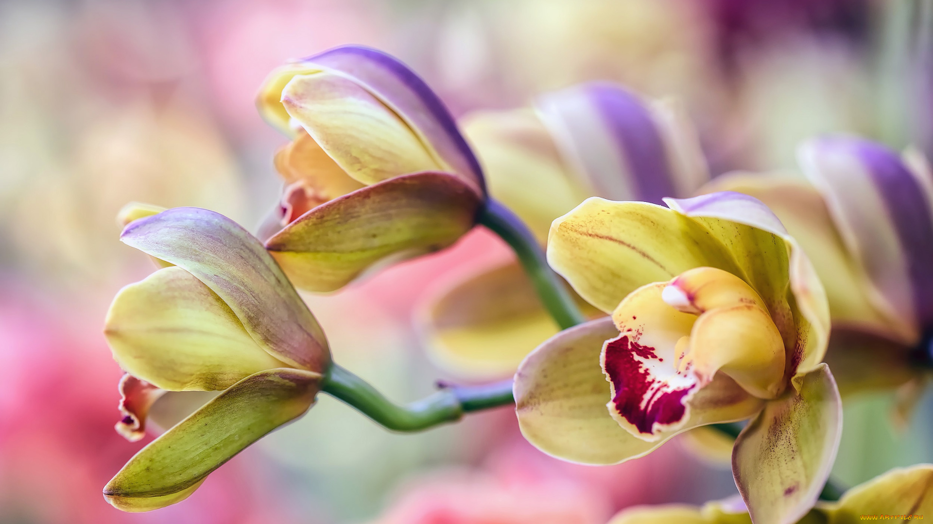 цветы, орхидеи