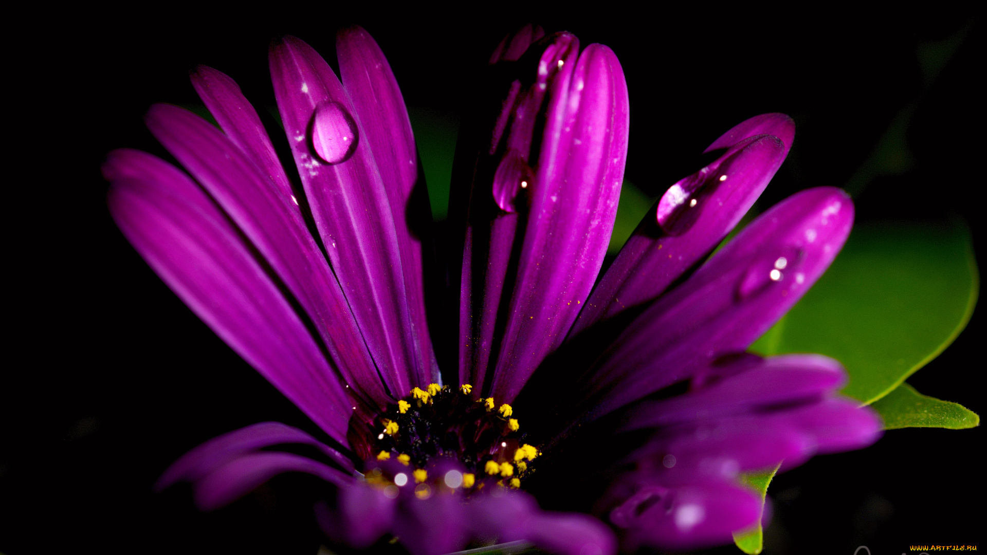 цветы, остеоспермумы, цветок