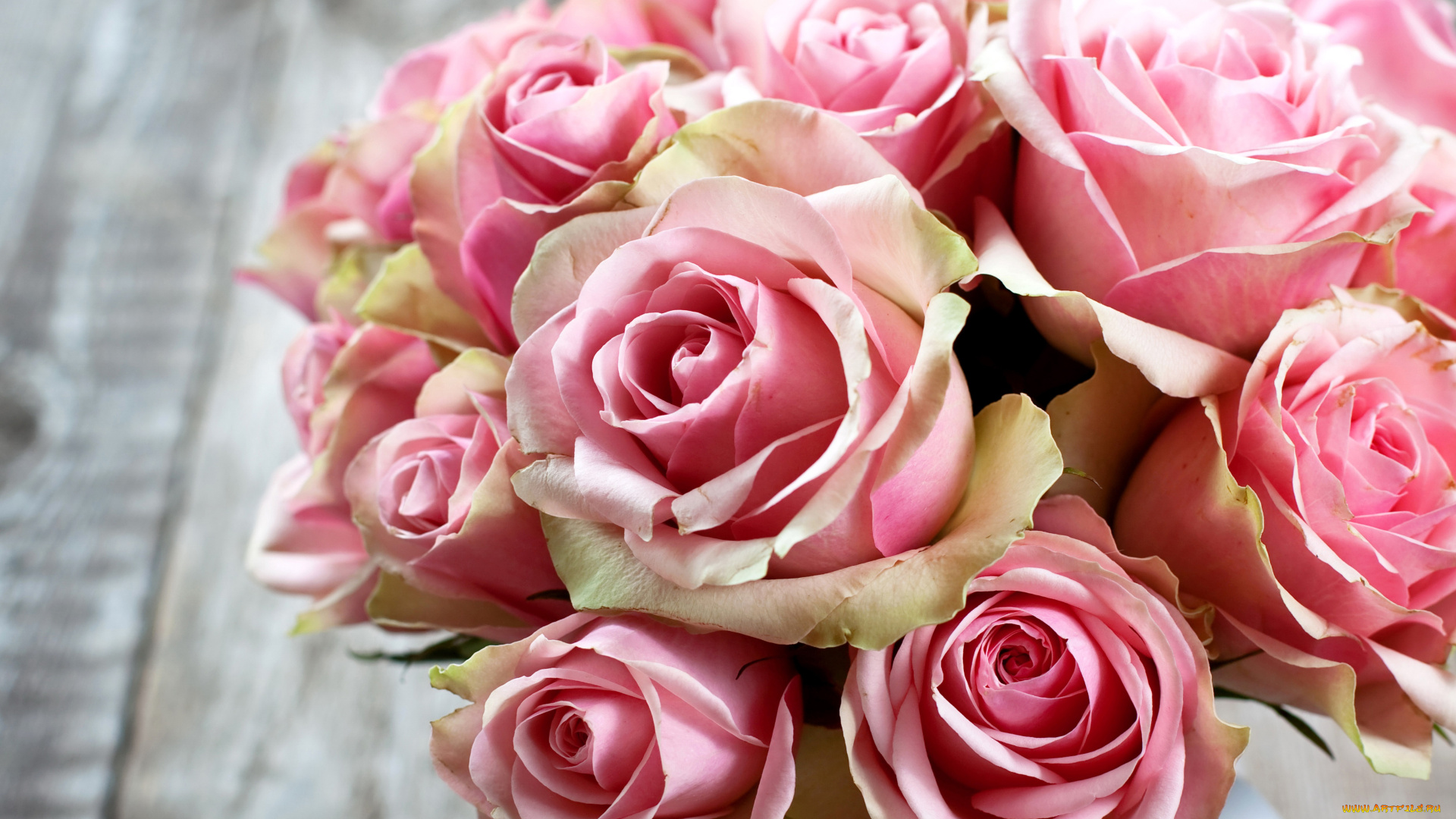 цветы, розы