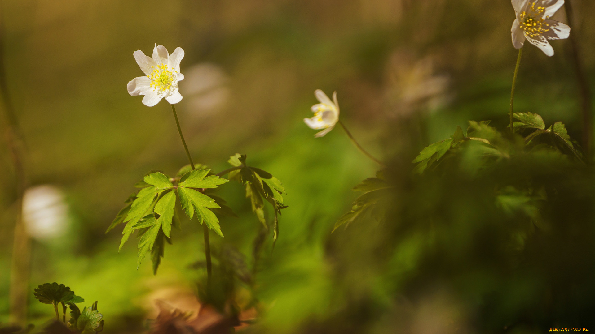 цветы, ветреницы, , печёночницы