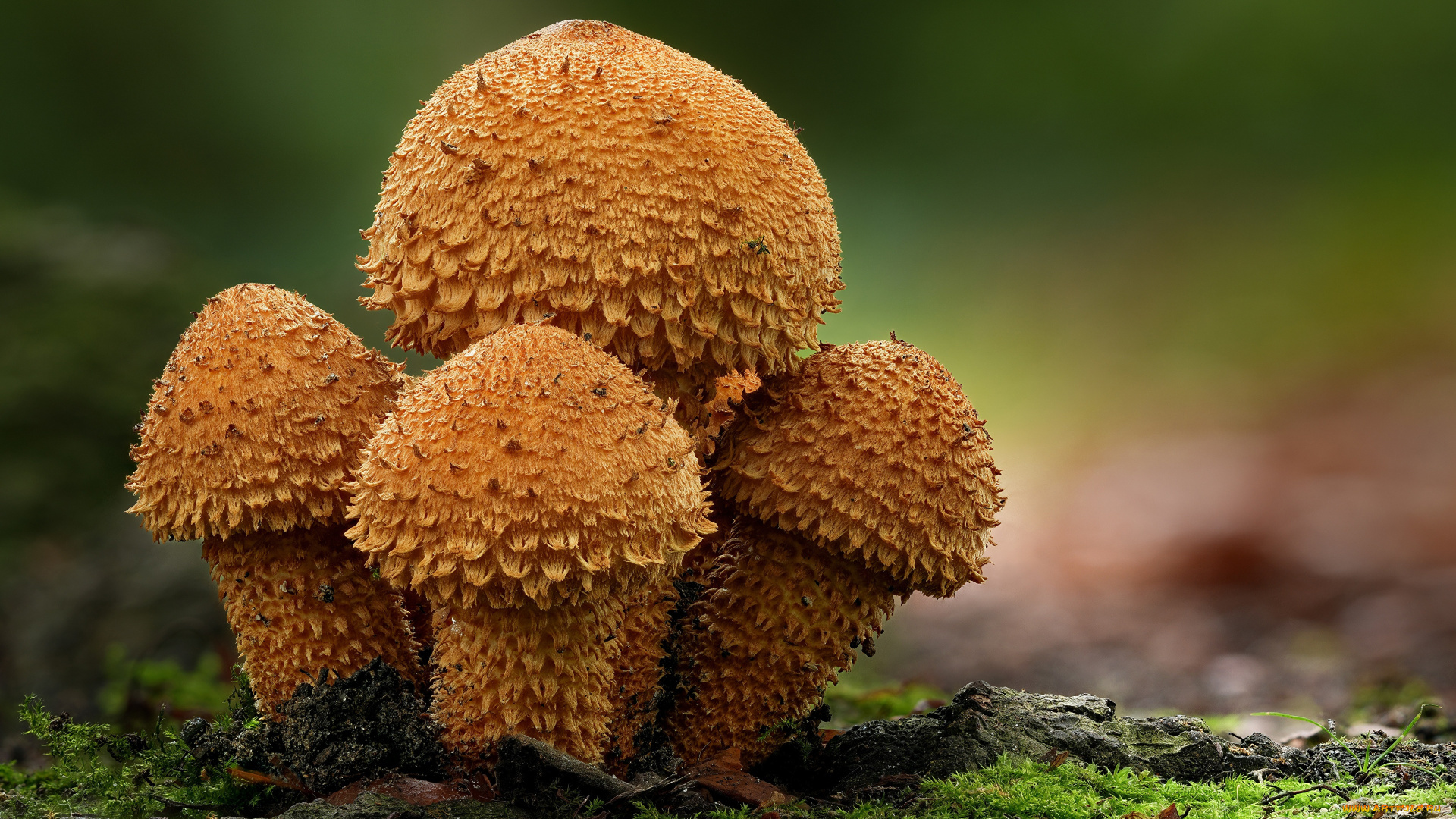 природа, грибы