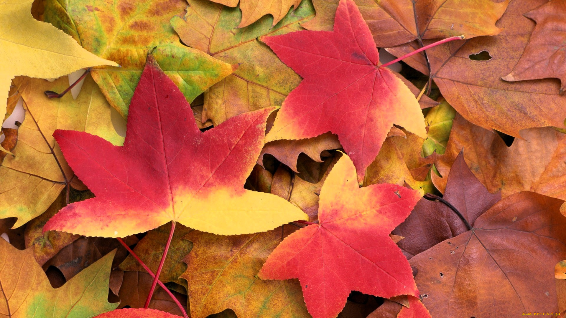 природа, листья, осень