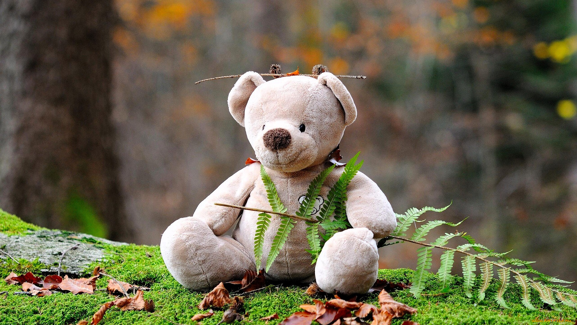 разное, игрушки, мишка, игрушка, лисья, мох, лес, осень