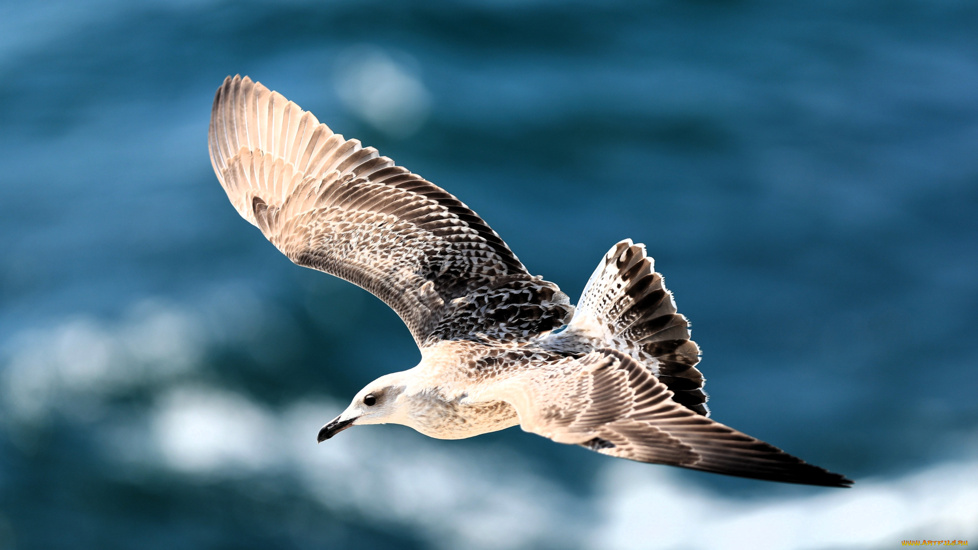 животные, чайки, , бакланы, , крачки, чайка, птица, полет, море