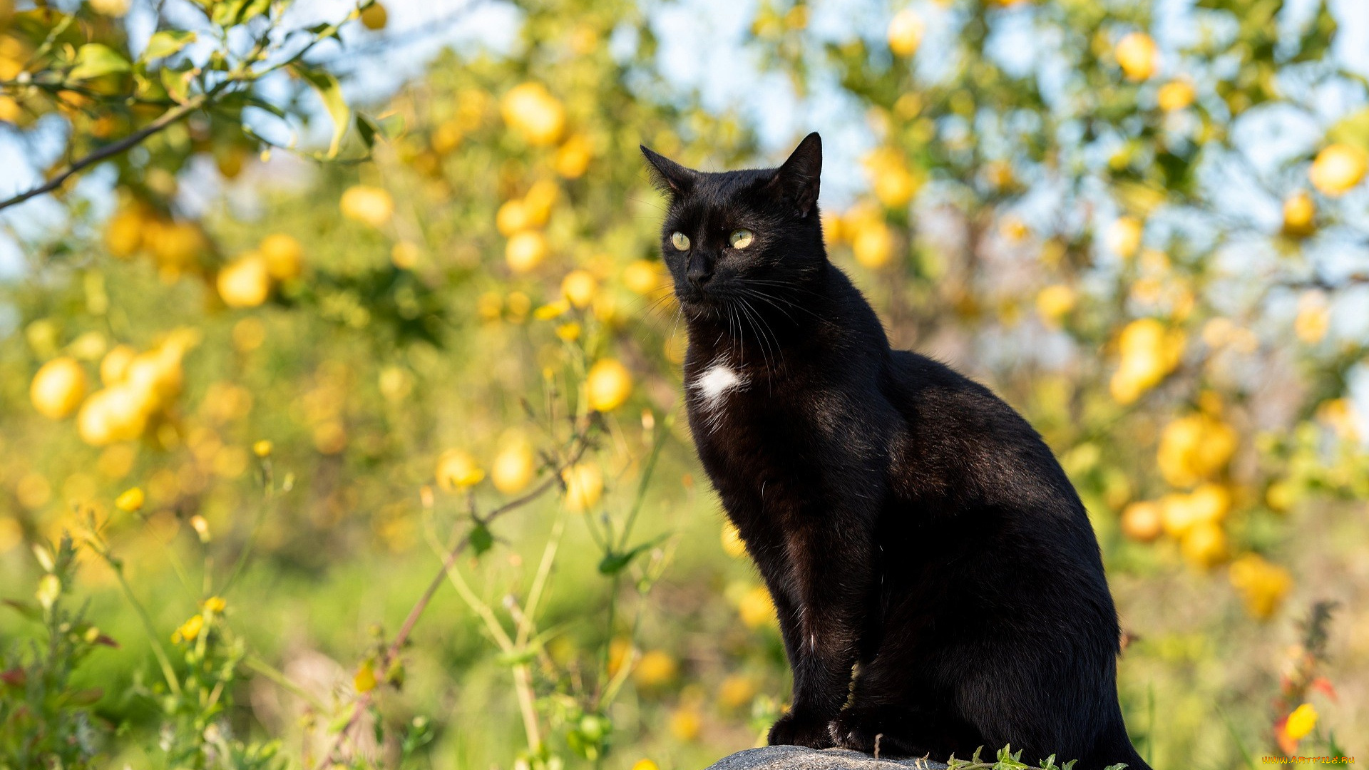 животные, коты, кот, камень, деревья, яблоки