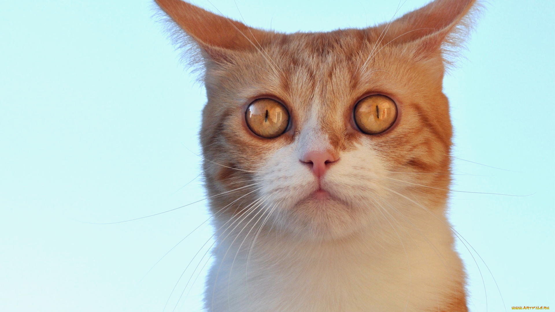 животные, коты, кот, кошка