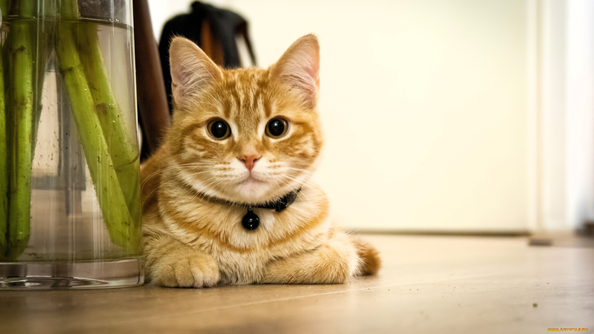 животные, коты, кот, рыжий, ошейник, ваза