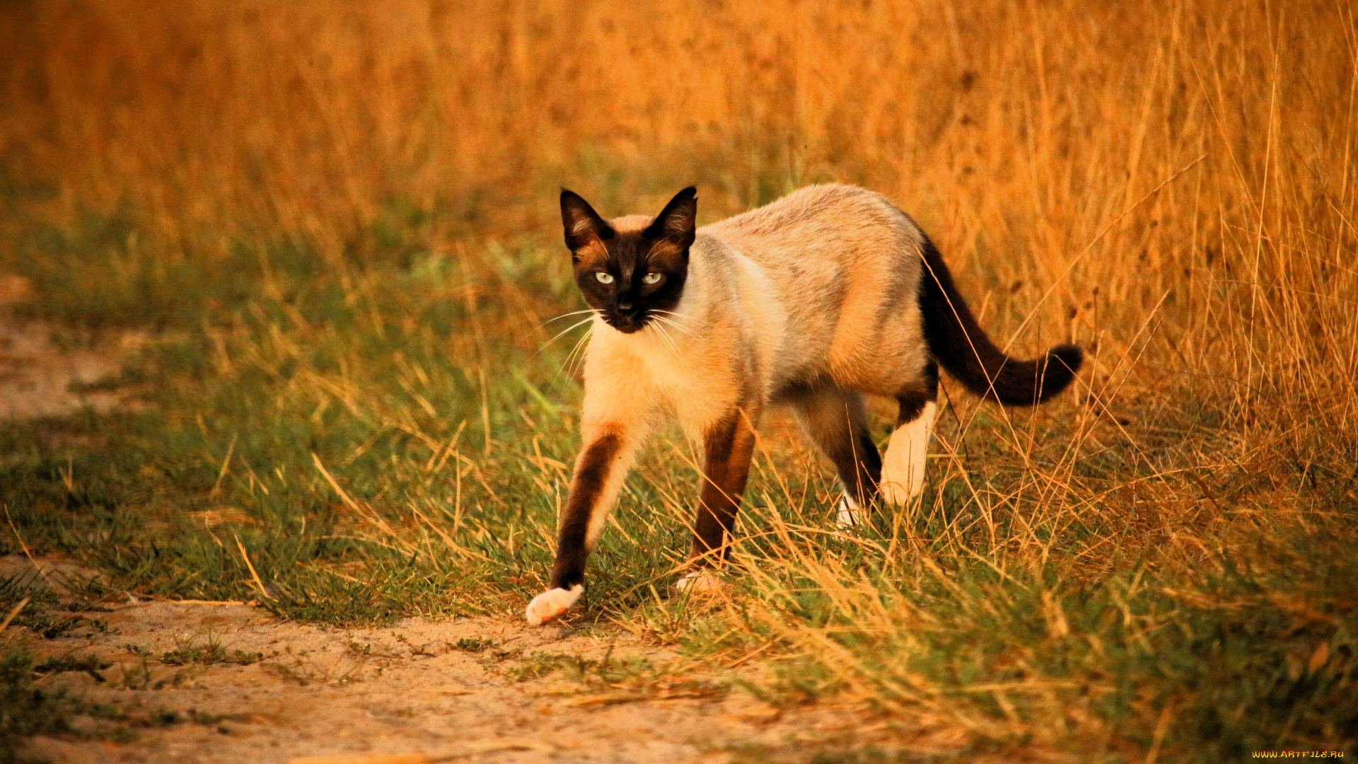 животные, коты, кот, сиамский, трава