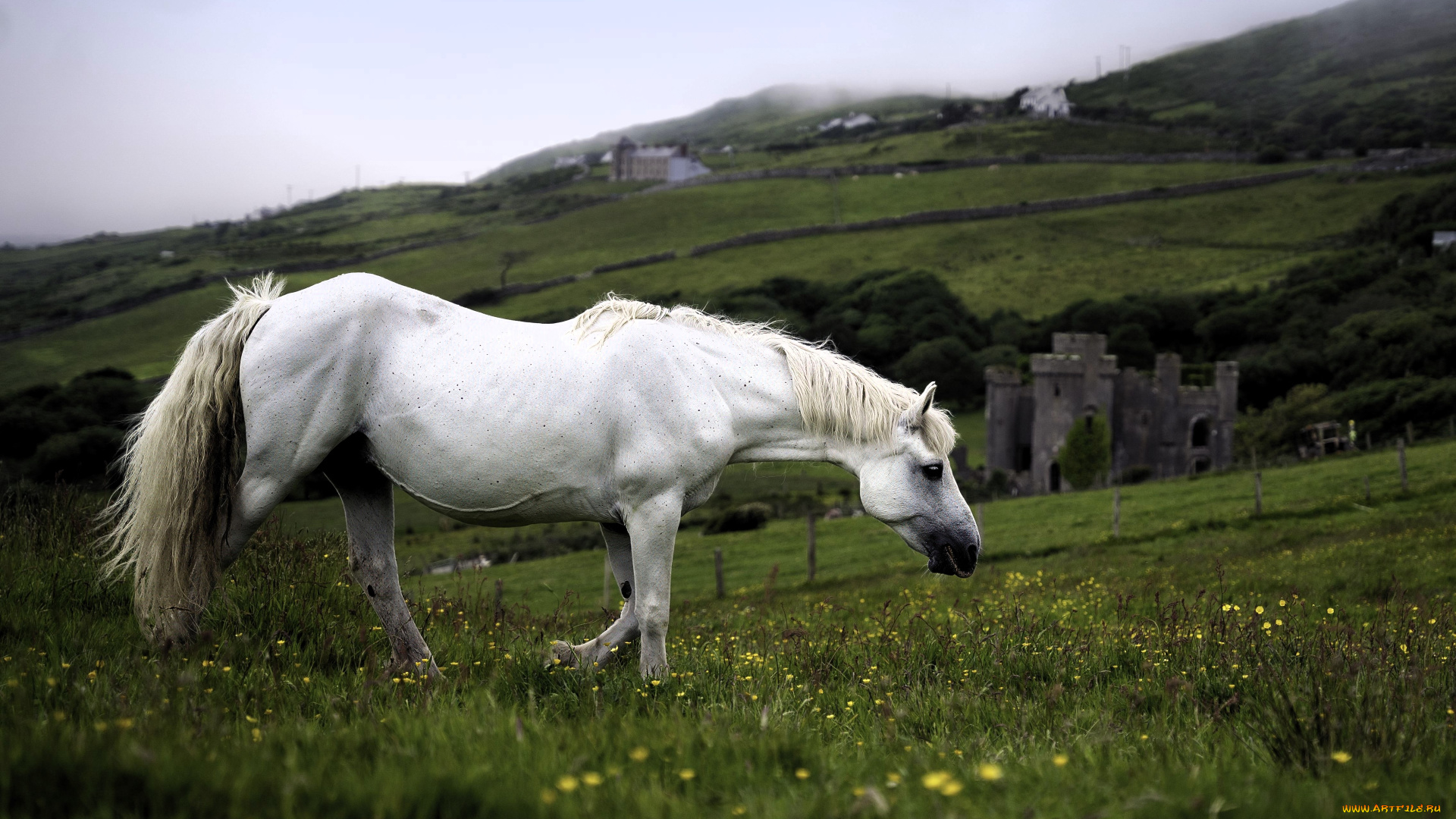 животные, лошади, лошадь, белая, луга, трава, замок, горы