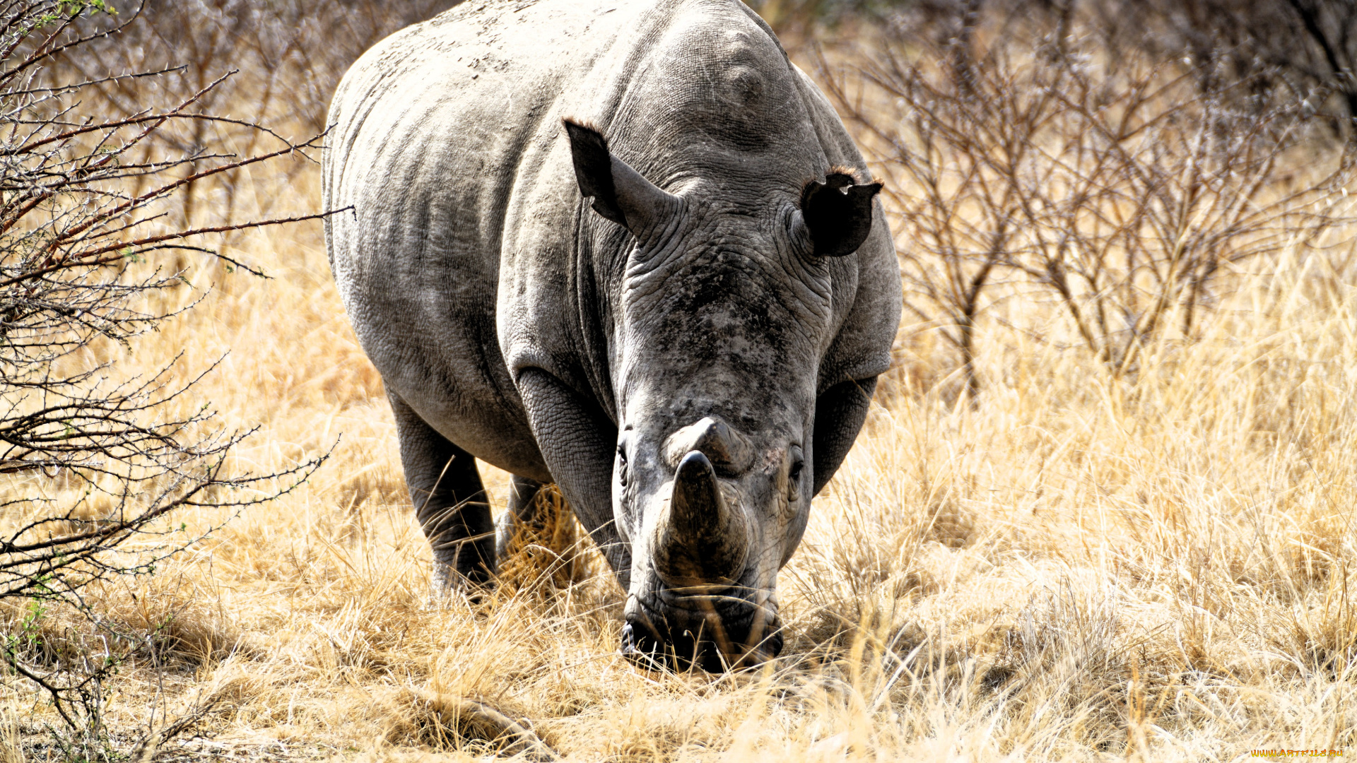 животные, носороги, носорог, кусты, трава