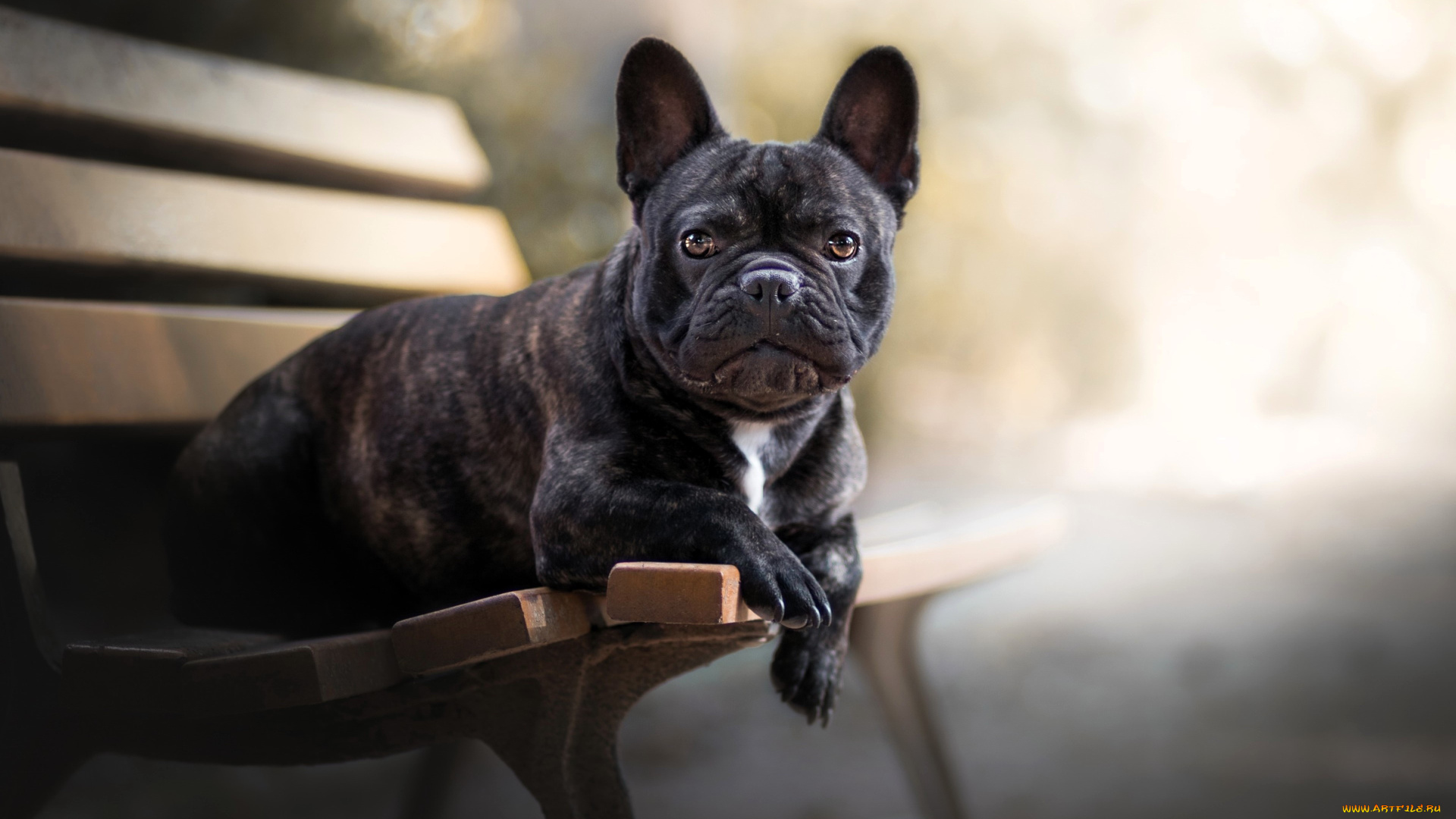 животные, собаки, бульдог, черный, скамейка, туман