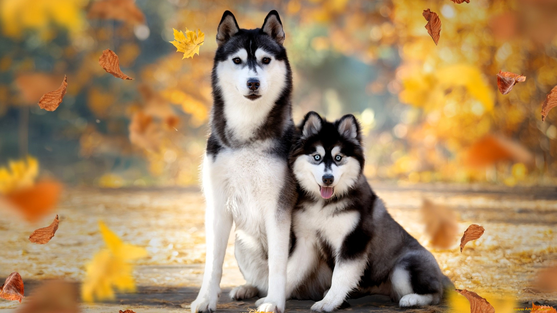 животные, собаки, хаски, осень, листья