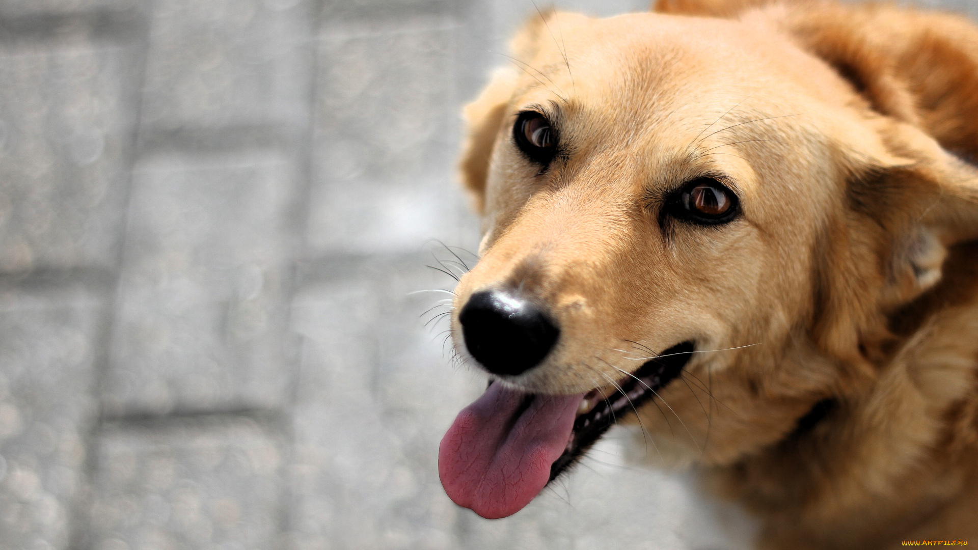 животные, собаки, собака, рыжая, язык