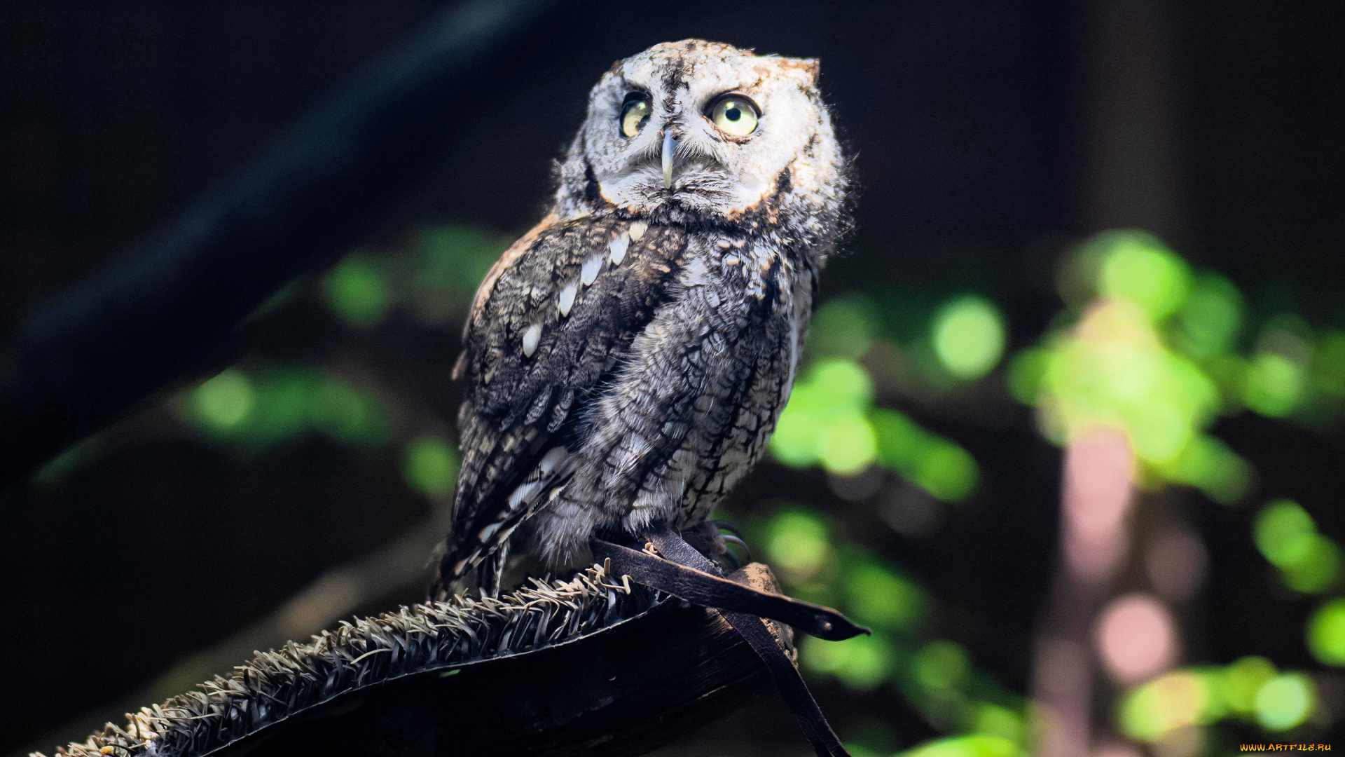 животные, совы, сова, деревья, доска