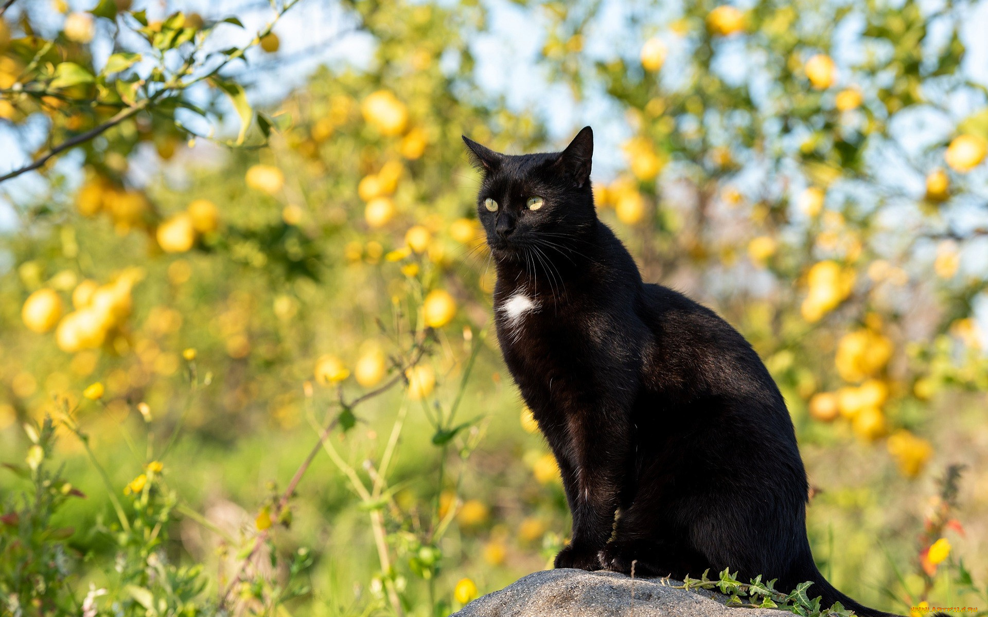 животные, коты, кот, камень, деревья, яблоки