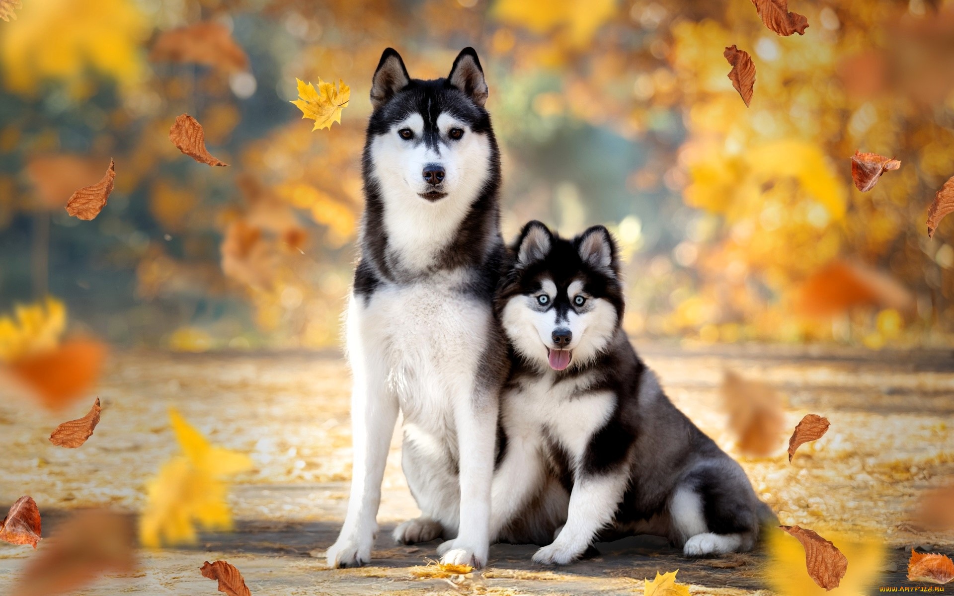 животные, собаки, хаски, осень, листья