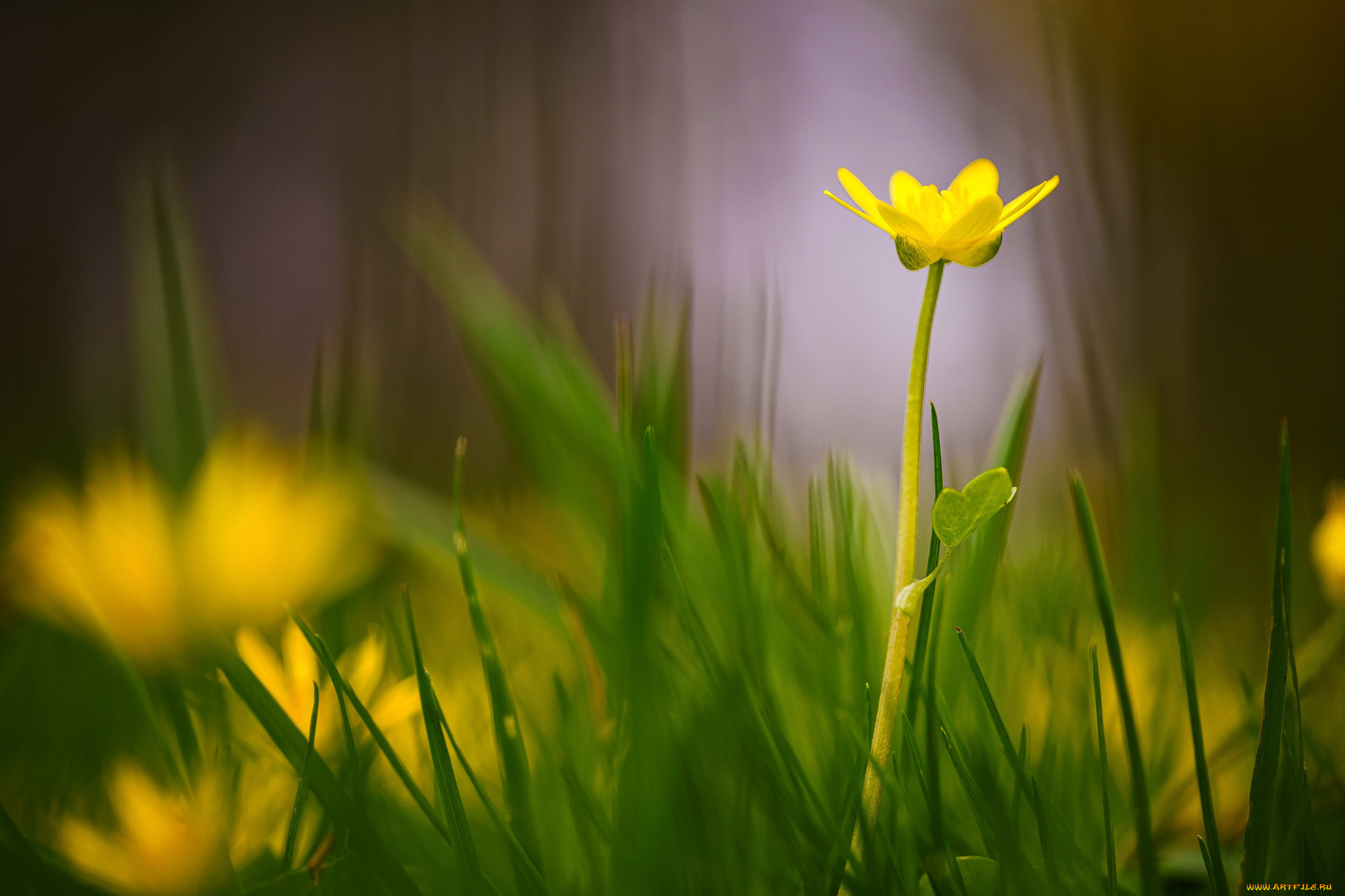 цветы, калужницы, , лютики
