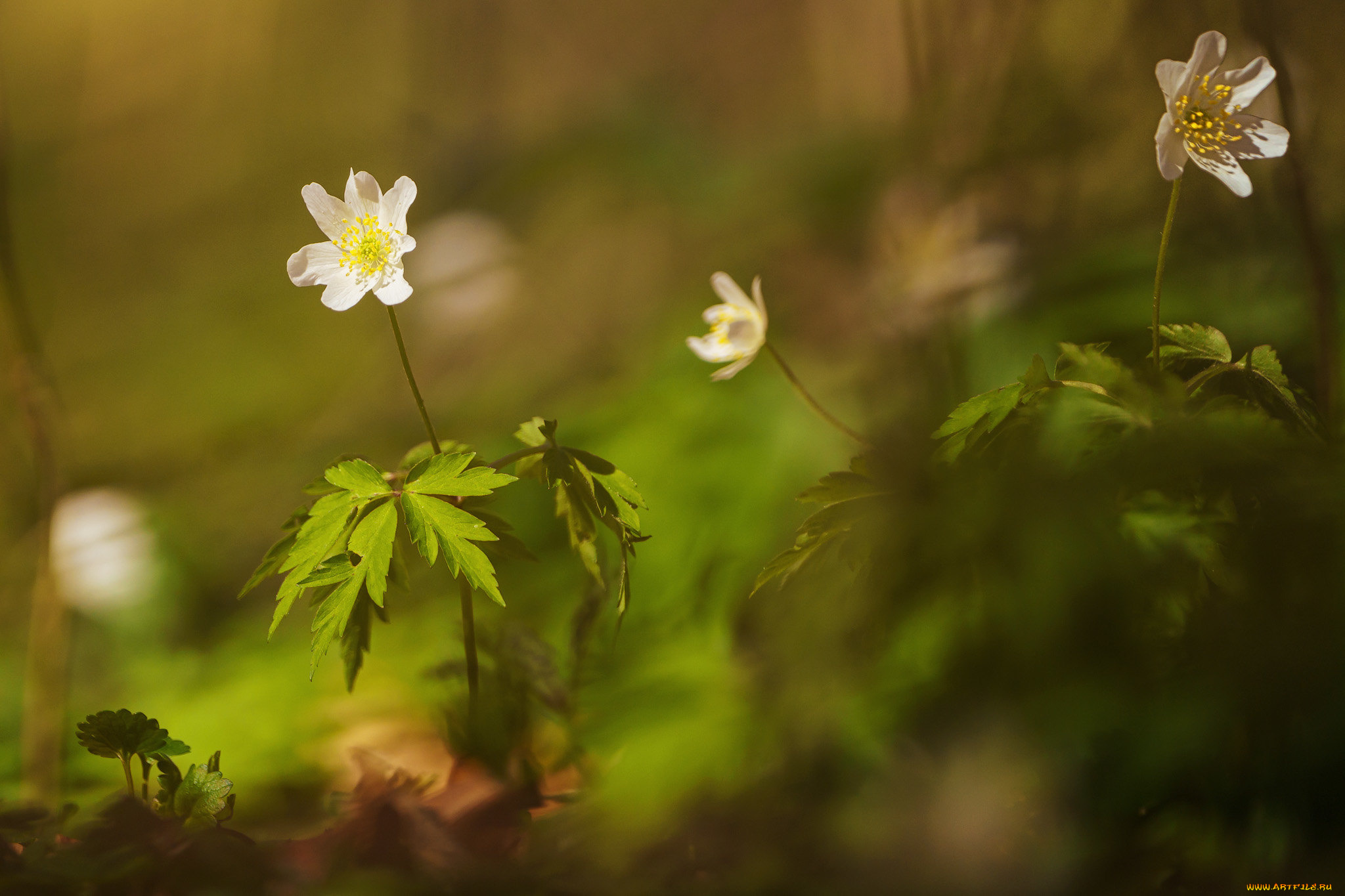 цветы, ветреницы, , печёночницы