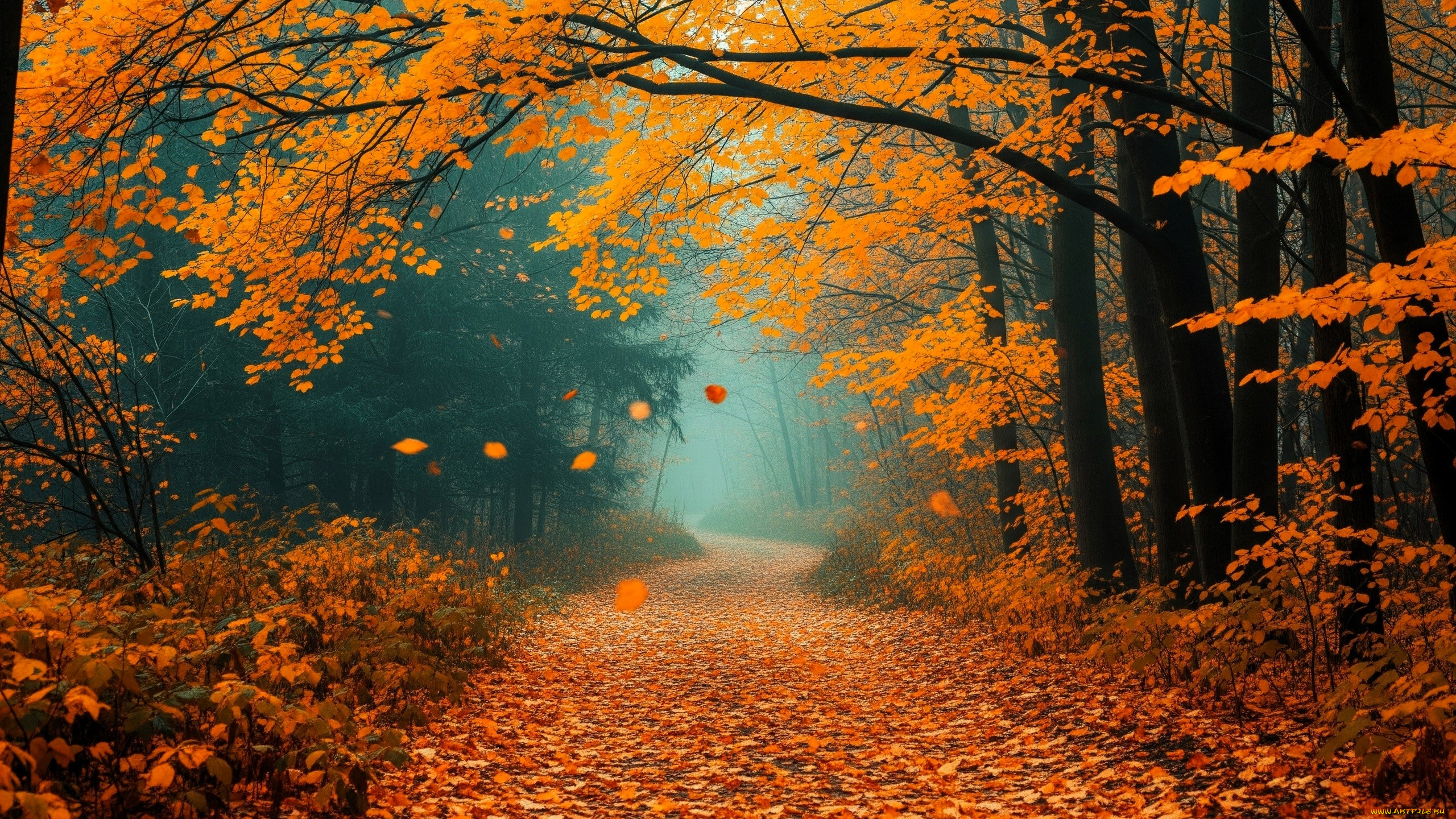 природа, дороги, лес, деревья, осень, листья, туман, дорога
