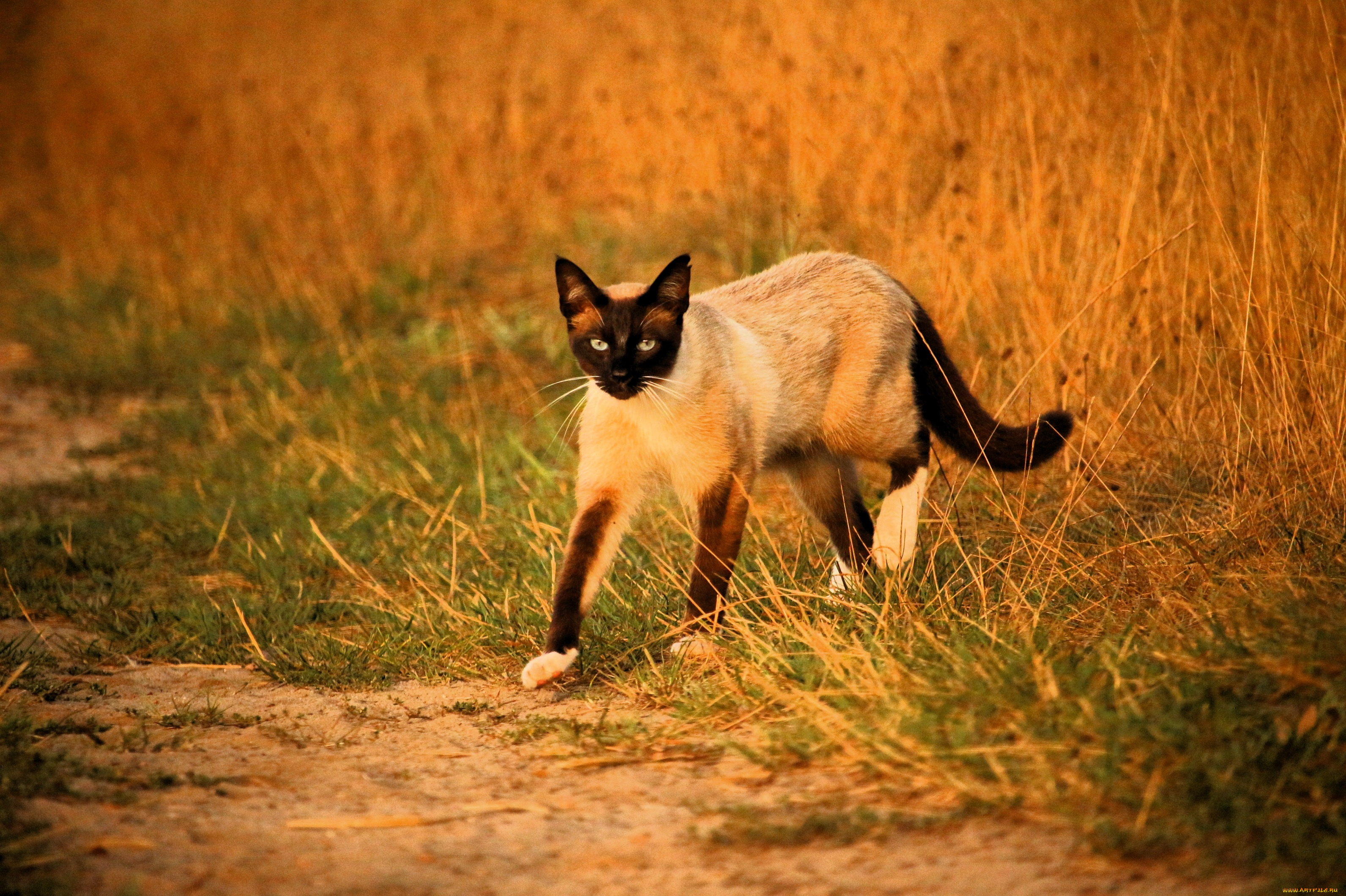 животные, коты, кот, сиамский, трава