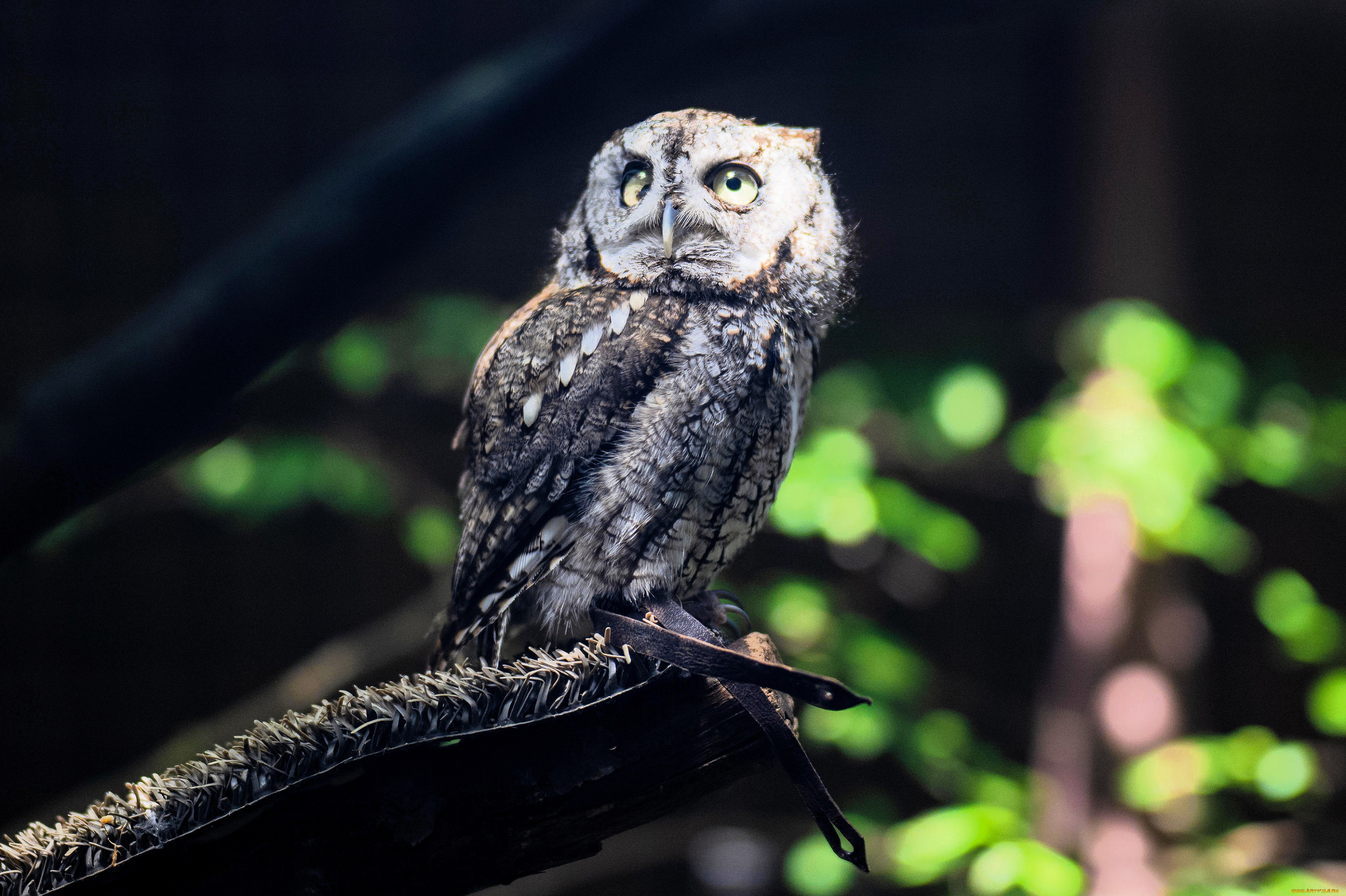 животные, совы, сова, деревья, доска