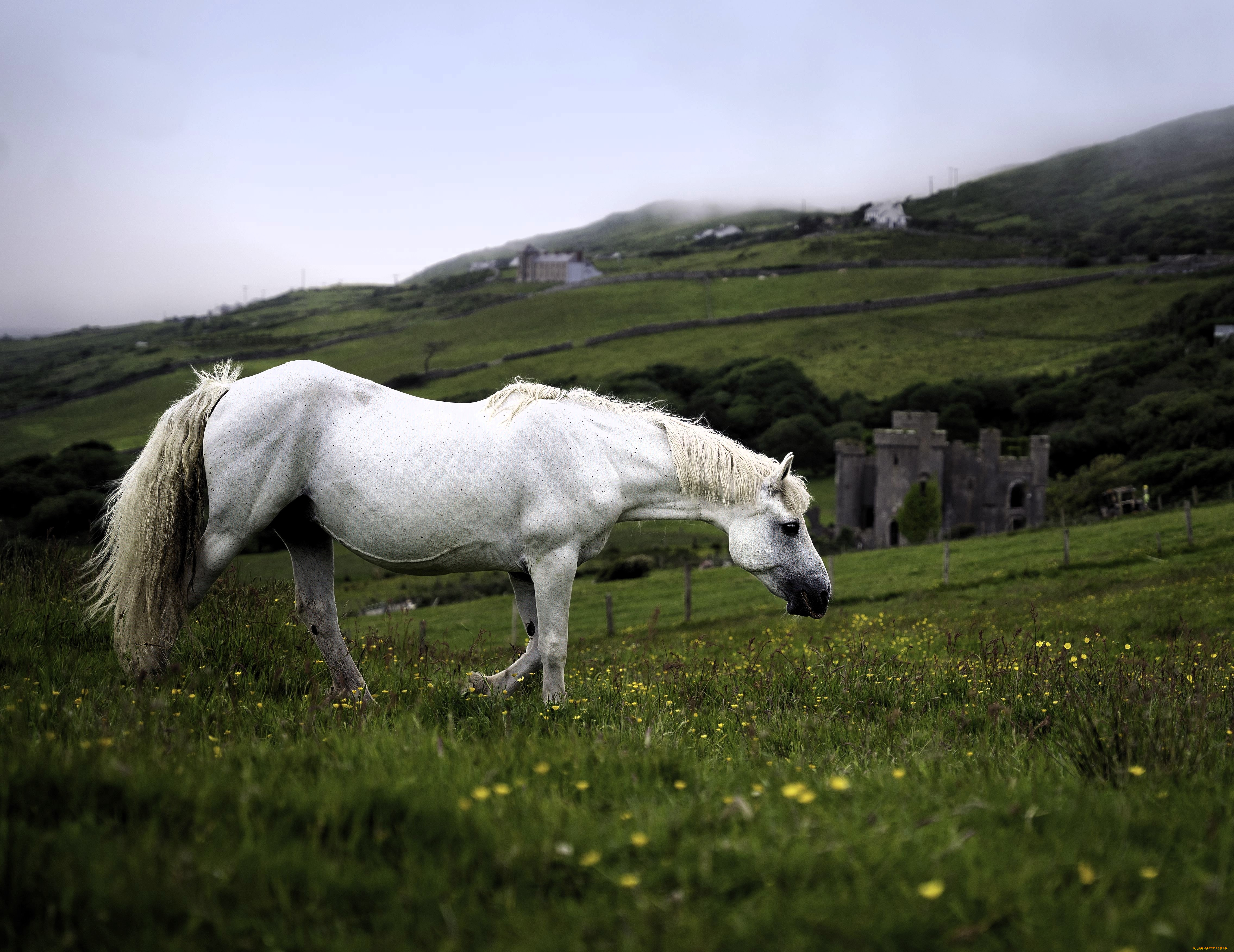 животные, лошади, лошадь, белая, луга, трава, замок, горы