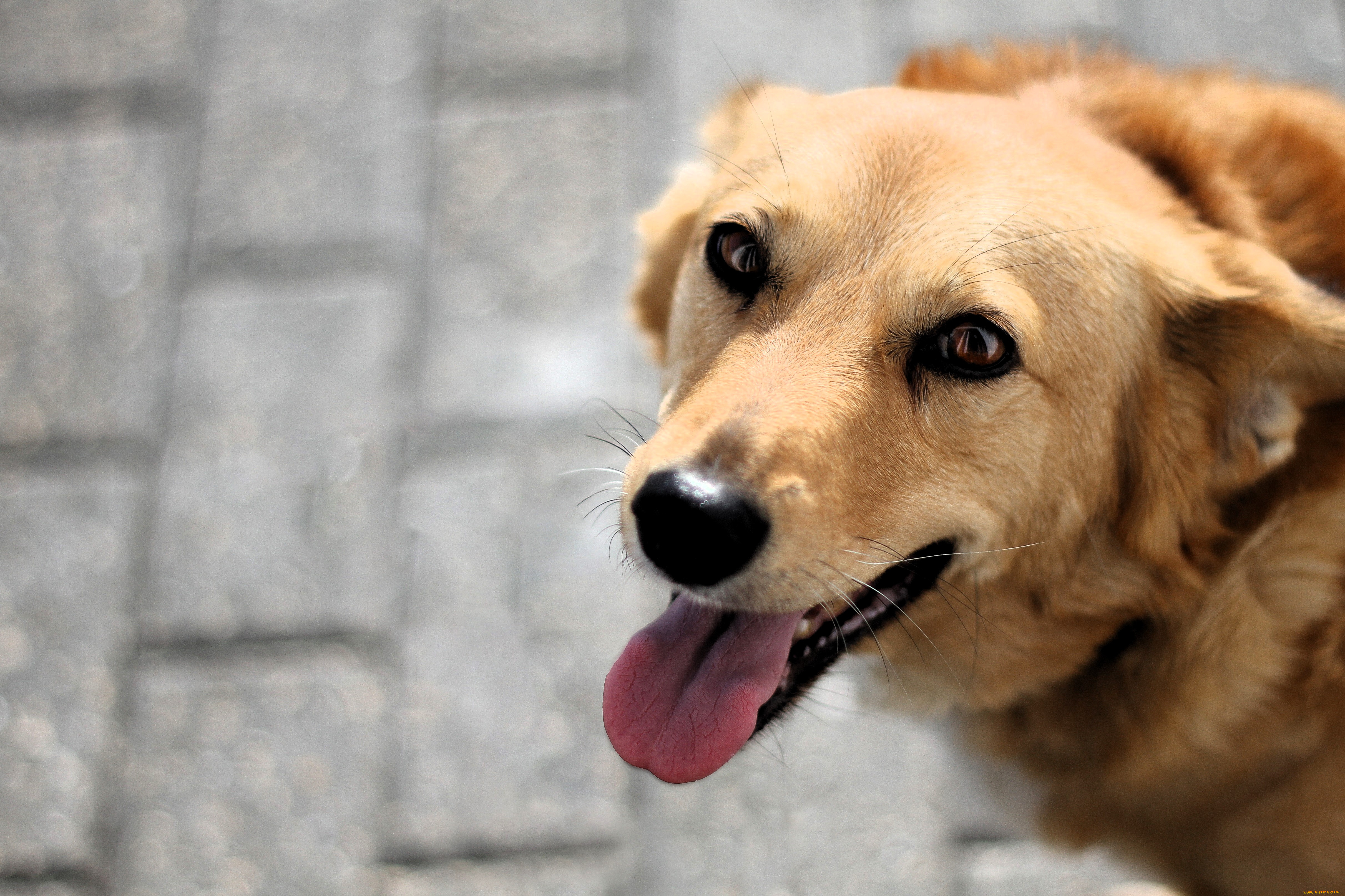 животные, собаки, собака, рыжая, язык