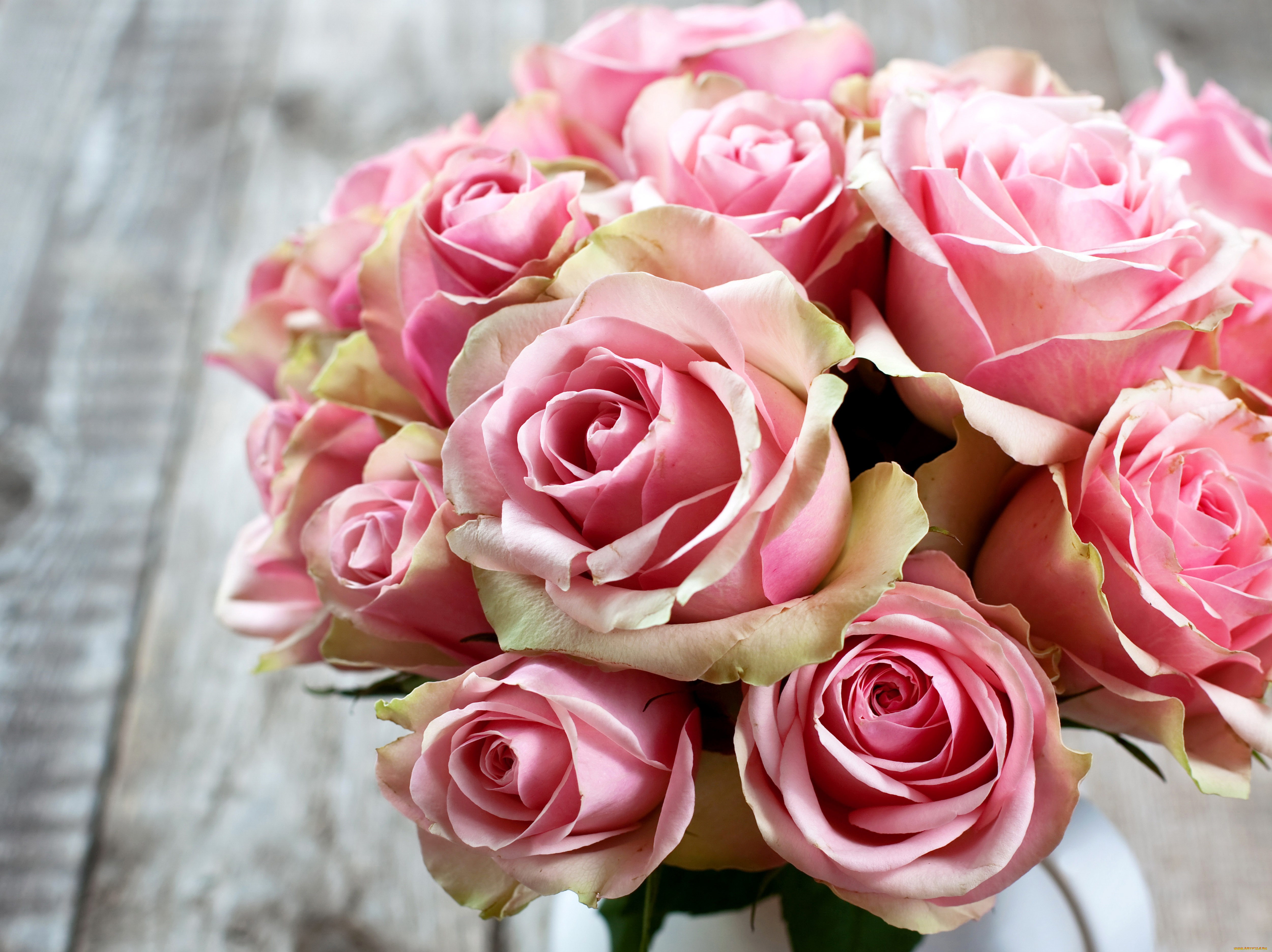 цветы, розы