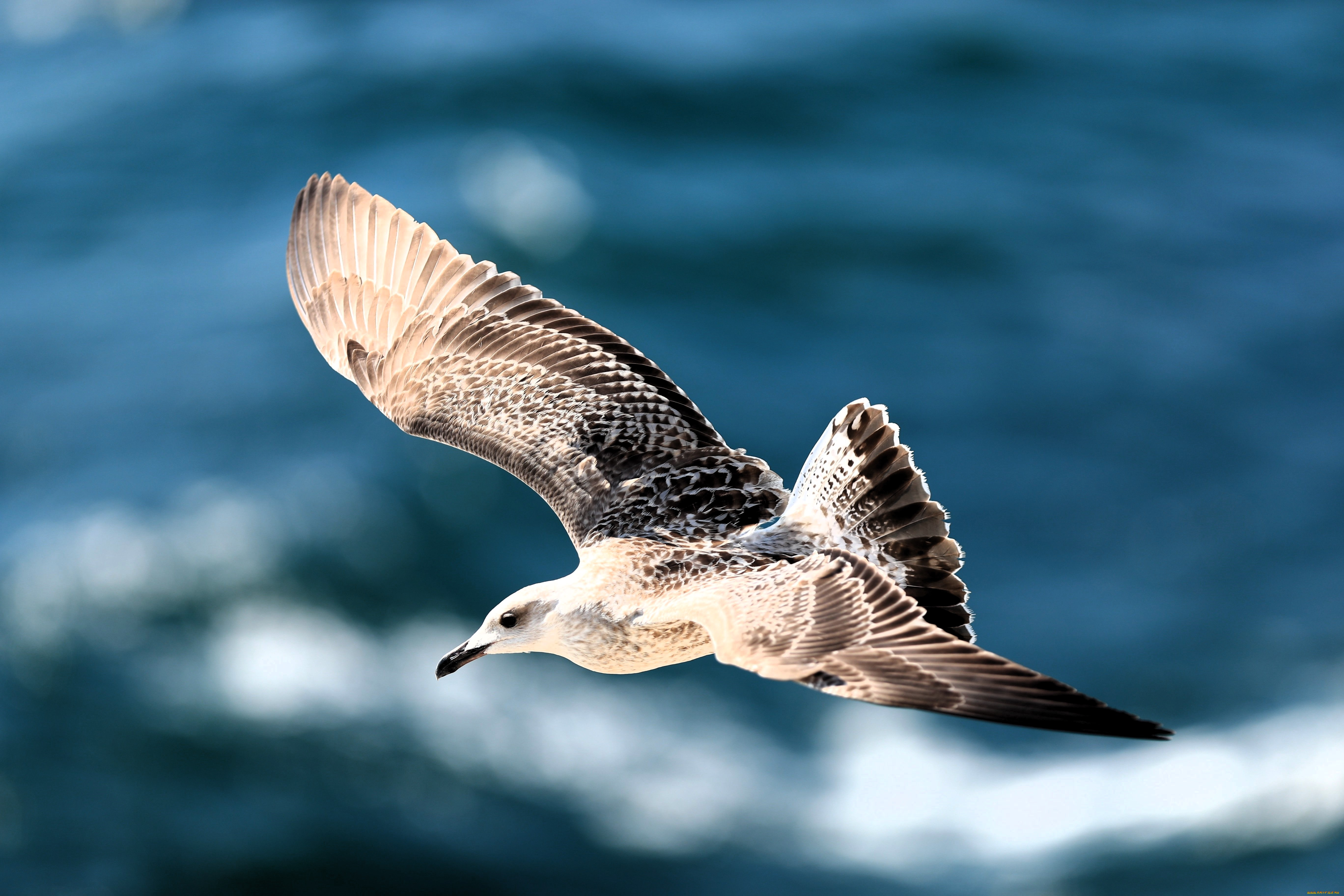 животные, чайки, , бакланы, , крачки, чайка, птица, полет, море