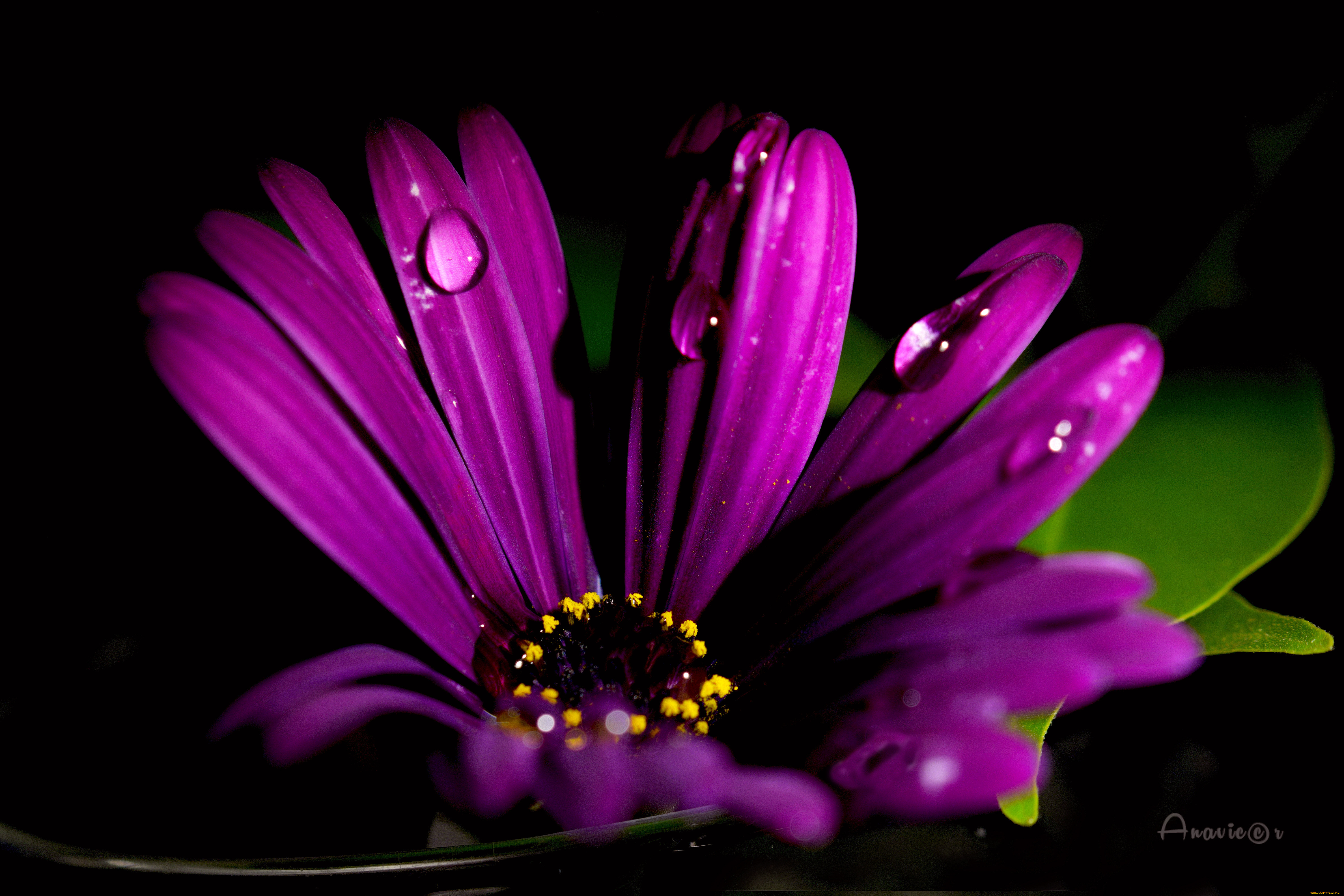 цветы, остеоспермумы, цветок