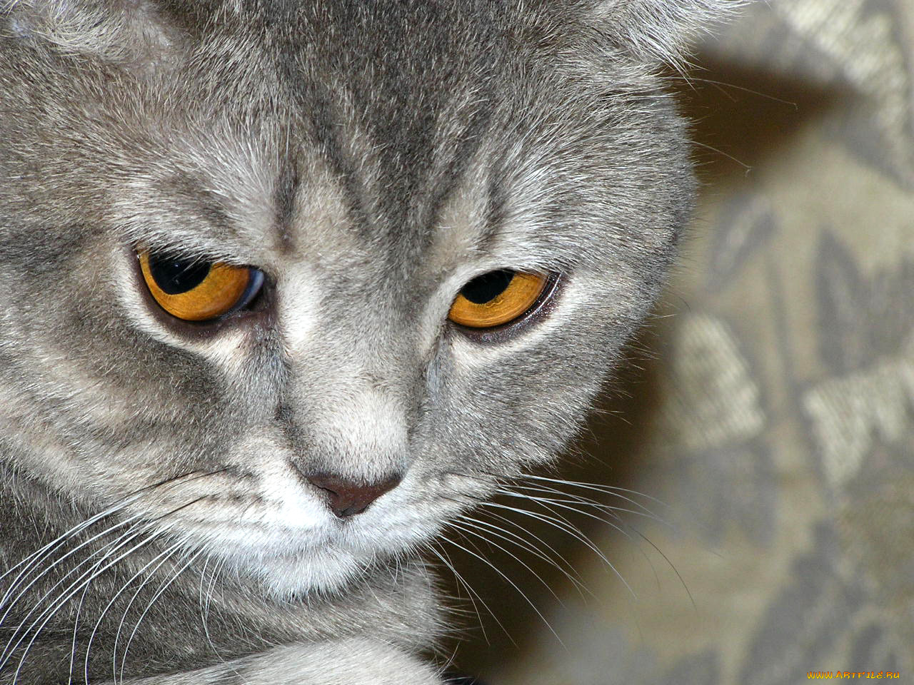 животные, коты