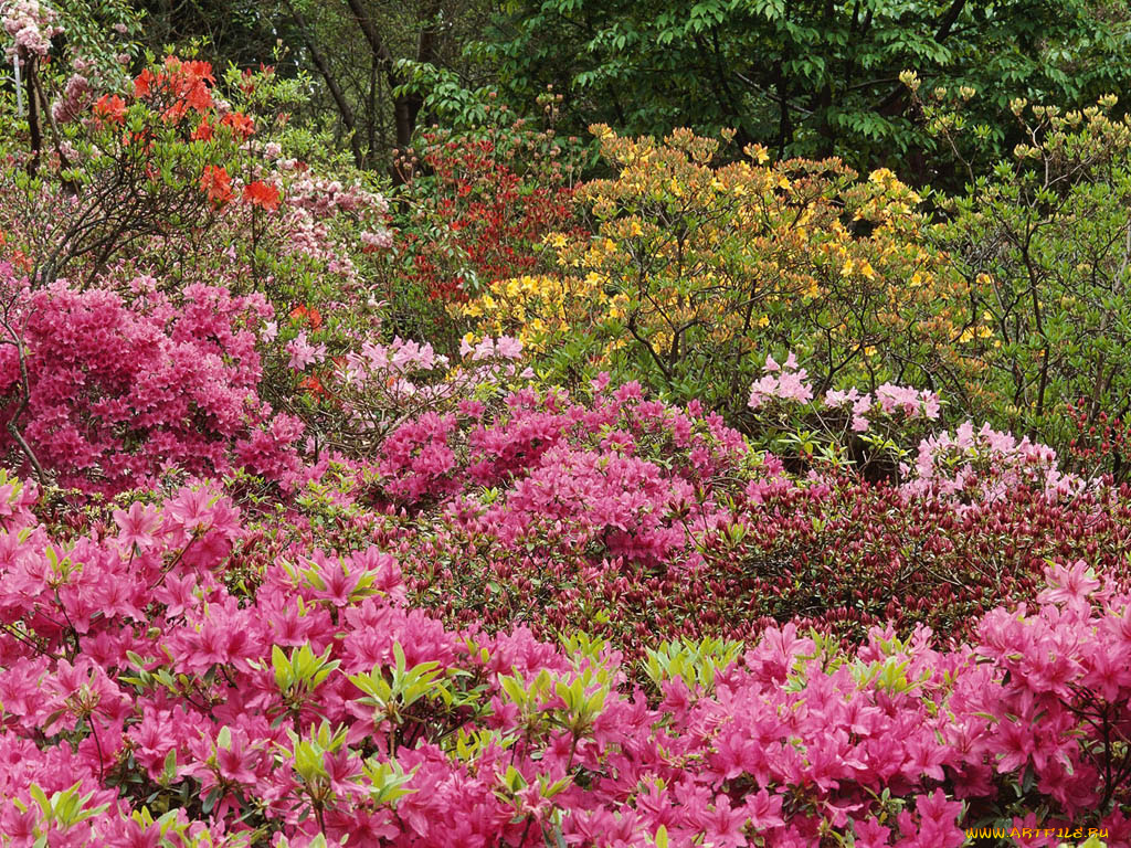 цветы, рододендроны, азалии