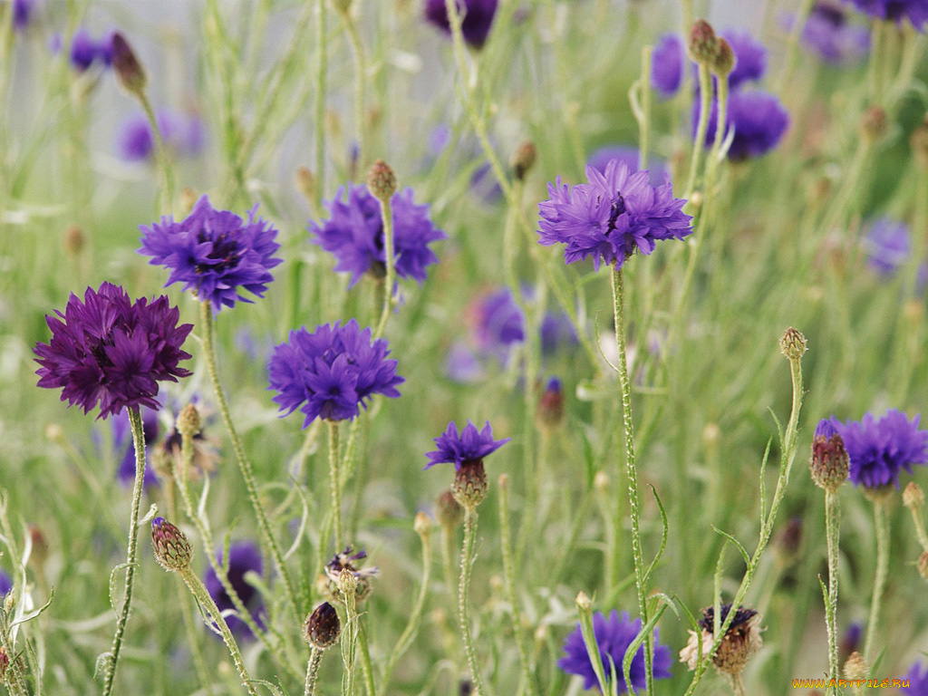цветы, васильки
