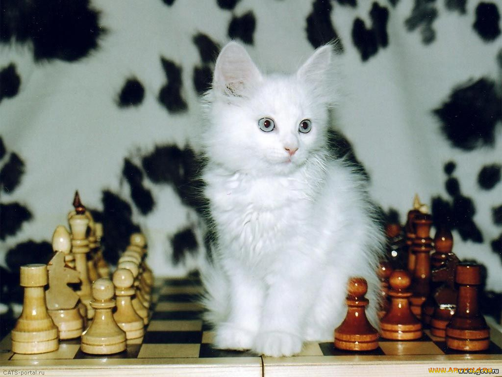 животные, коты