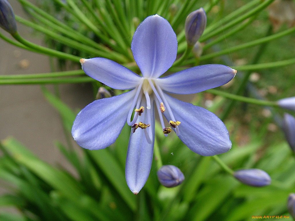 цветы, агапантус, африканская, лилия
