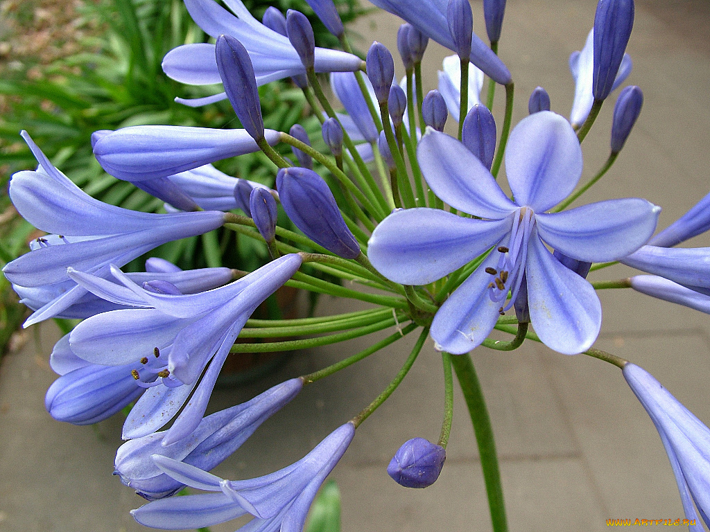 цветы, агапантус, африканская, лилия