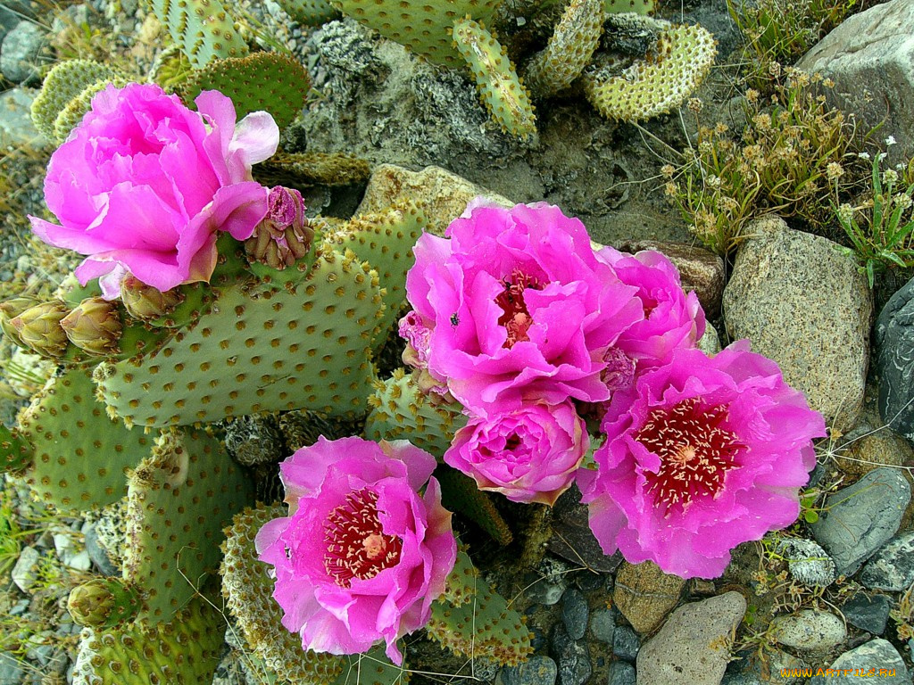 цветы, кактусы