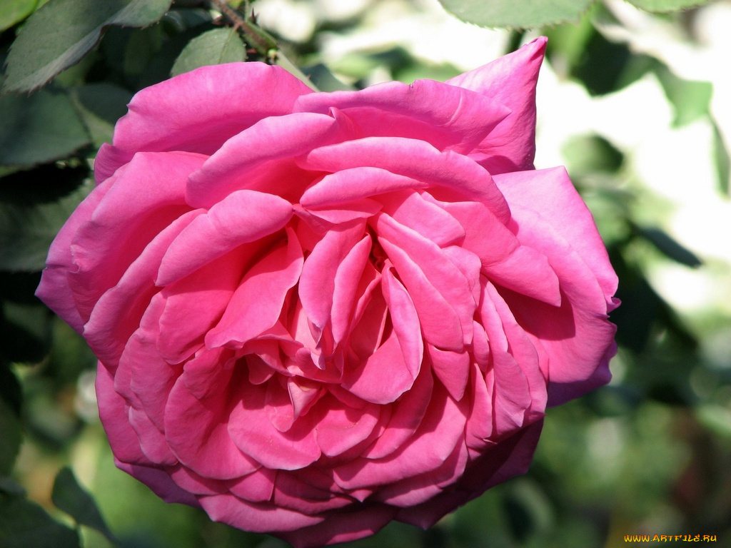 цветы, розы