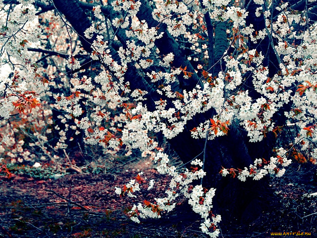 цветы, сакура, вишня