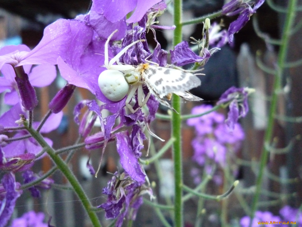 животные, пауки