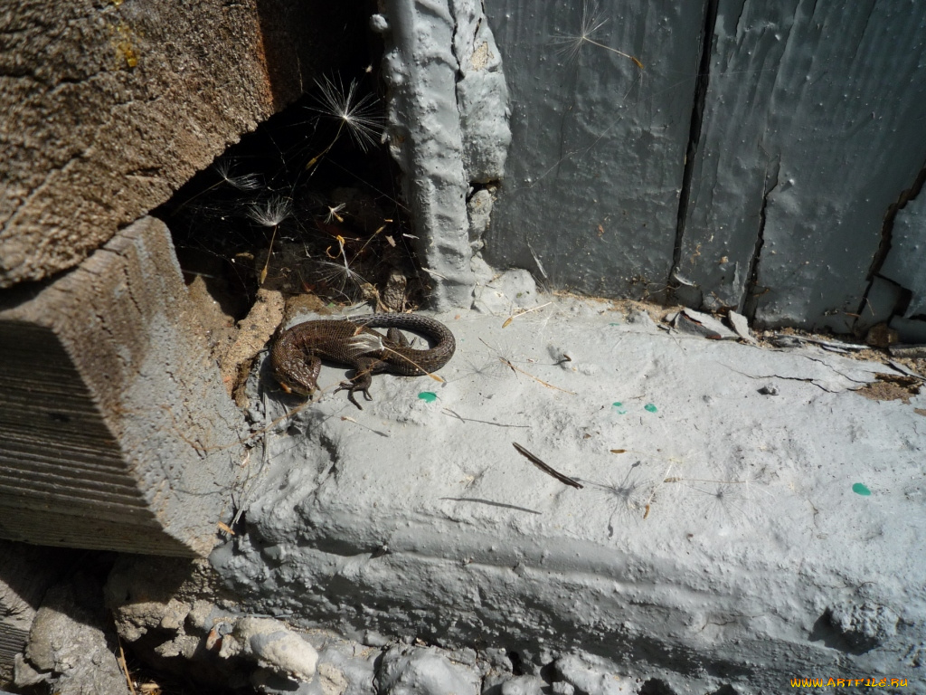 животные, Ящерицы, игуаны, вараны