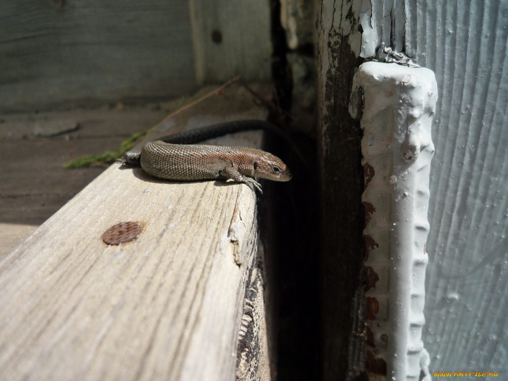 животные, Ящерицы, игуаны, вараны