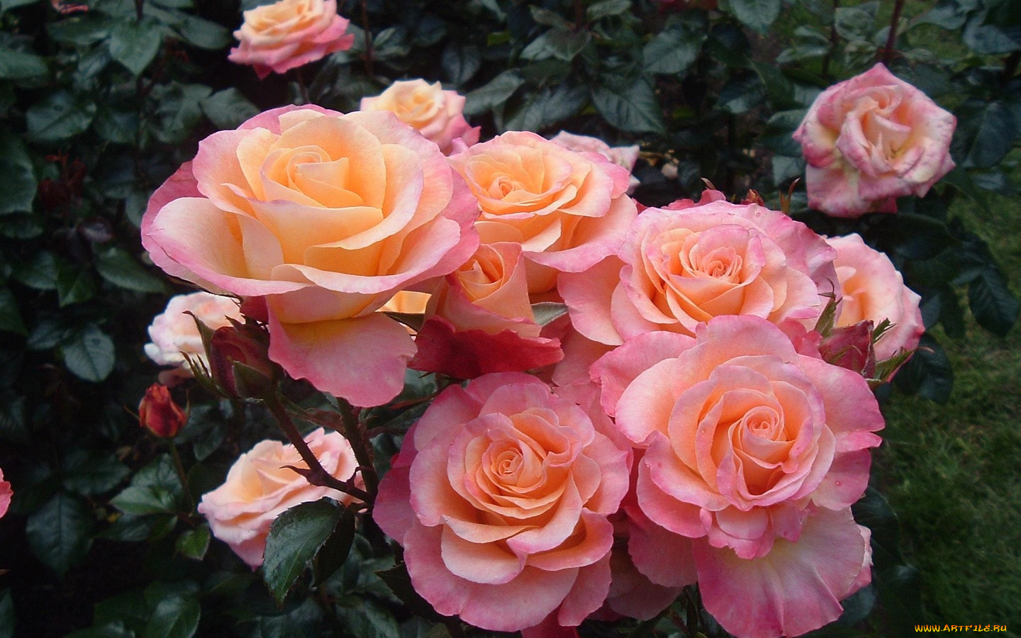 цветы, розы