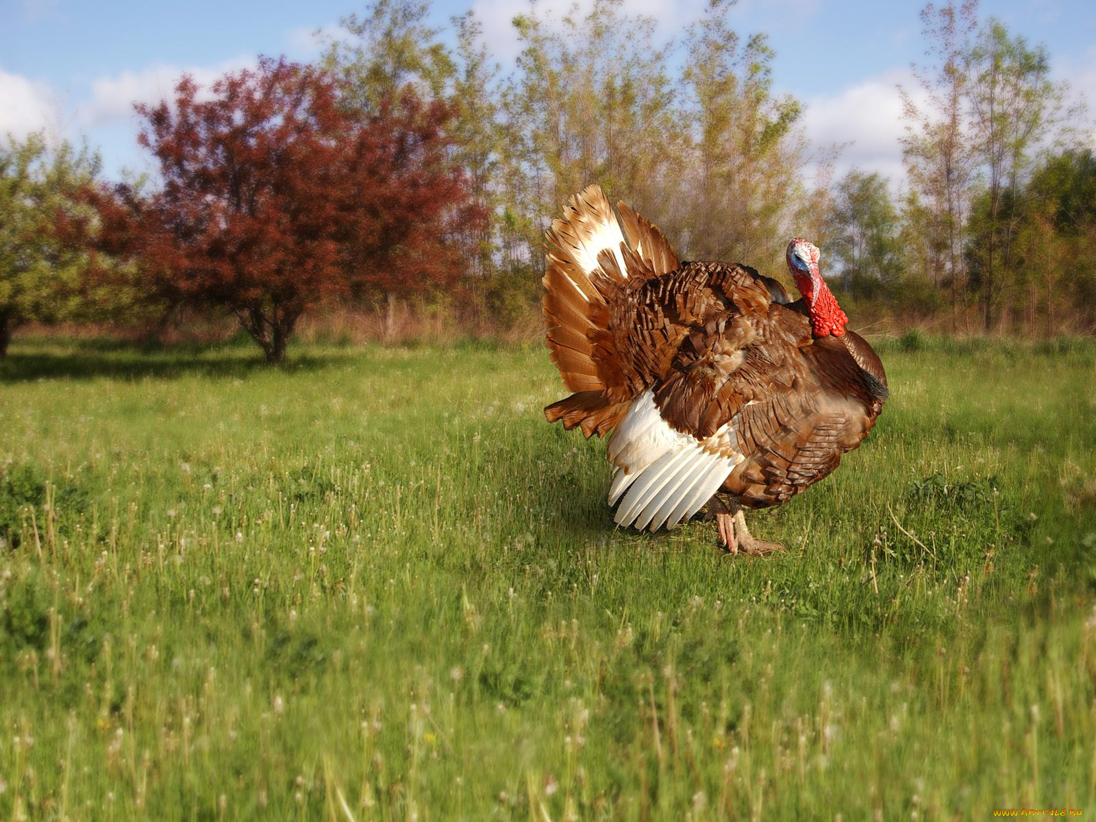 животные, индюки