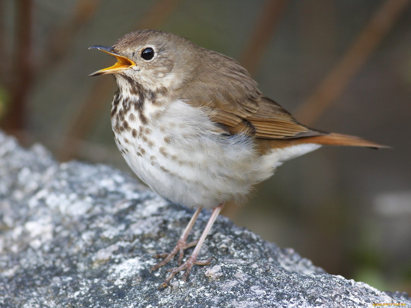 животные, птицы